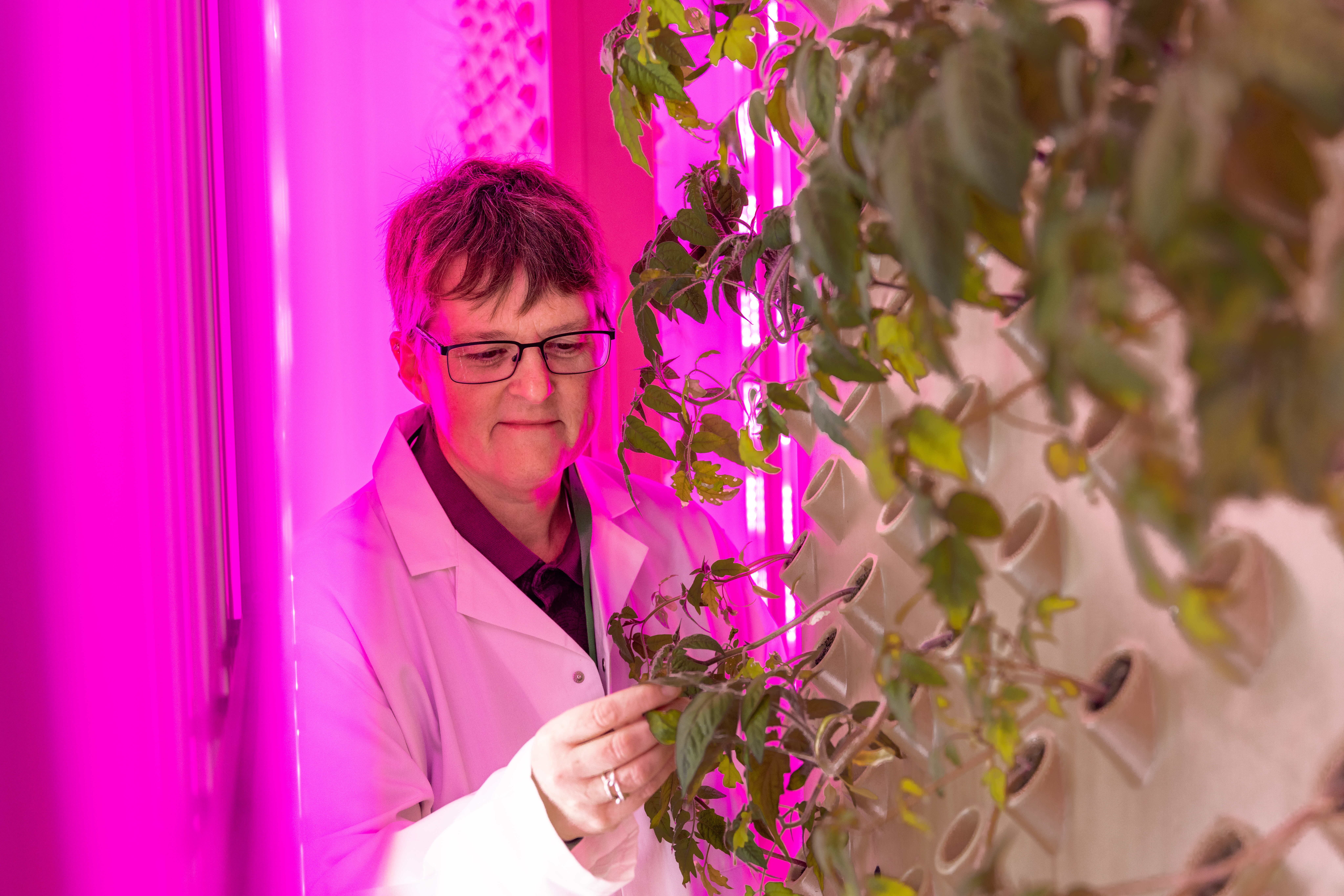 Professor Tracy Lawson examines the plants being grown in the vertical farm at Essex University's new plant lab. (Essex University/ PA)