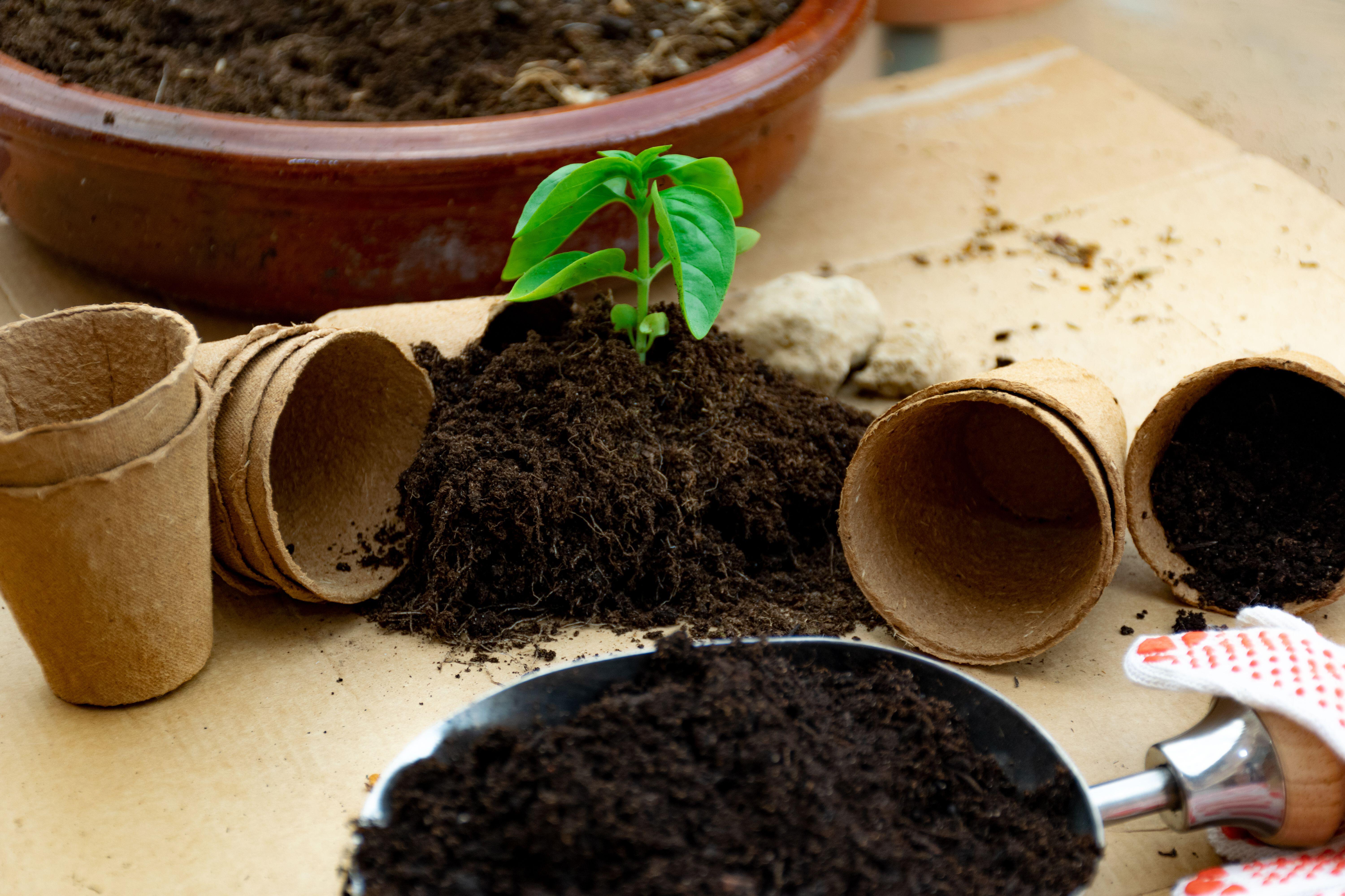 Basil plant in compost (Alamy/PA)