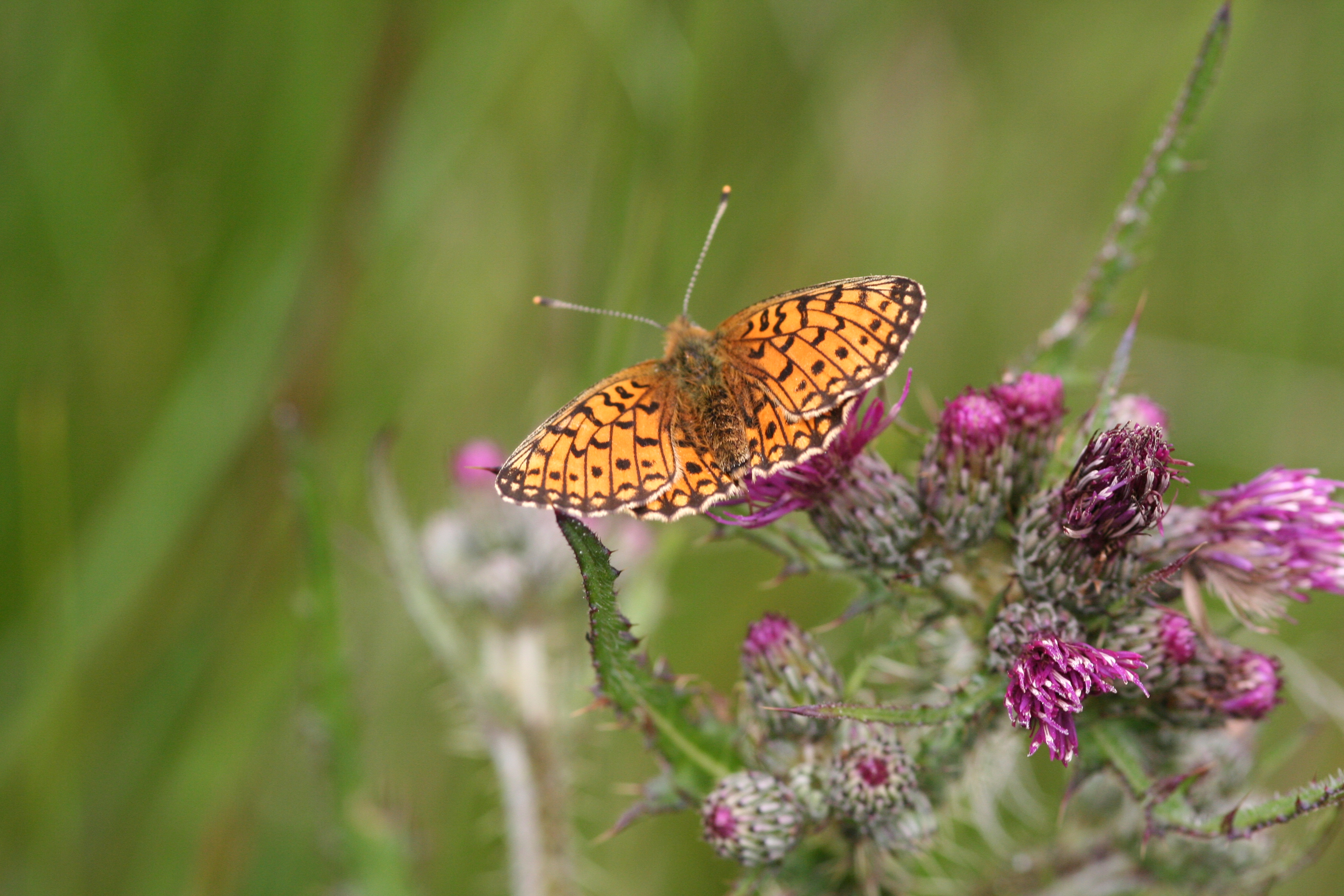 Small pearl bordered fritillary resting on a thistle