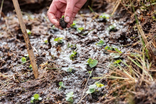 Mass of marsh violets to be planted in Shropshire Hills to boost rare ...