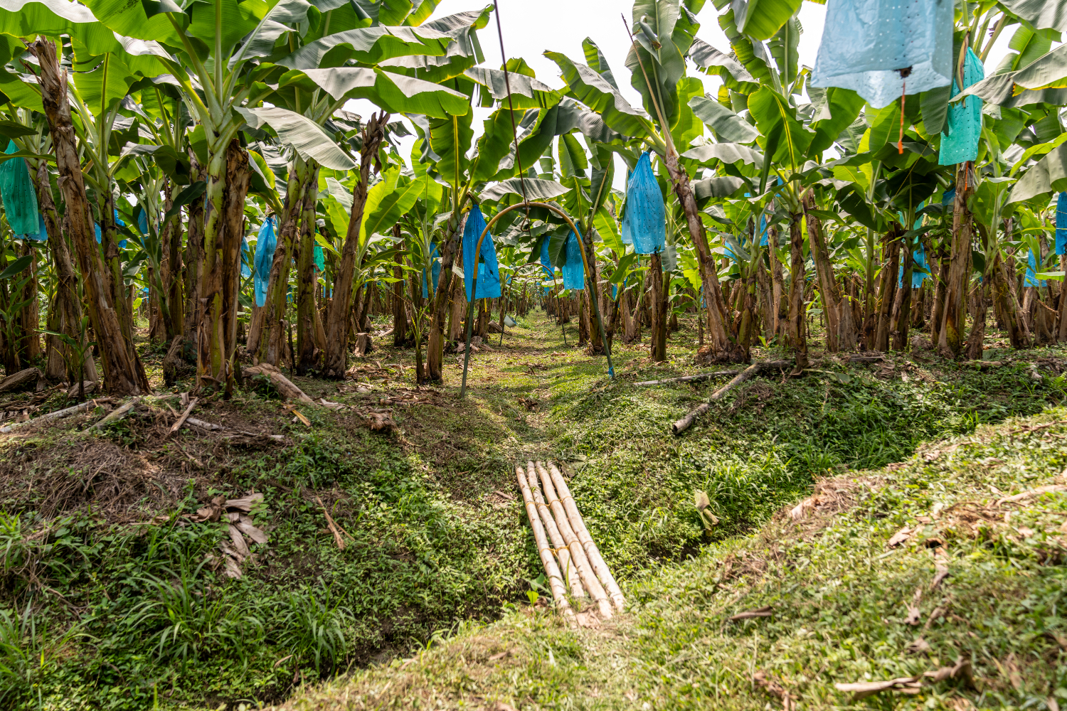 Banana farm Fairtrade Colombia
