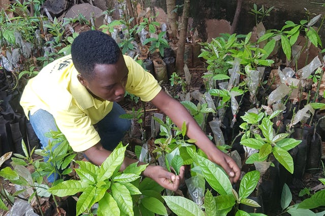 Avocados getting smashed by climate change, report warns | Irvine Times