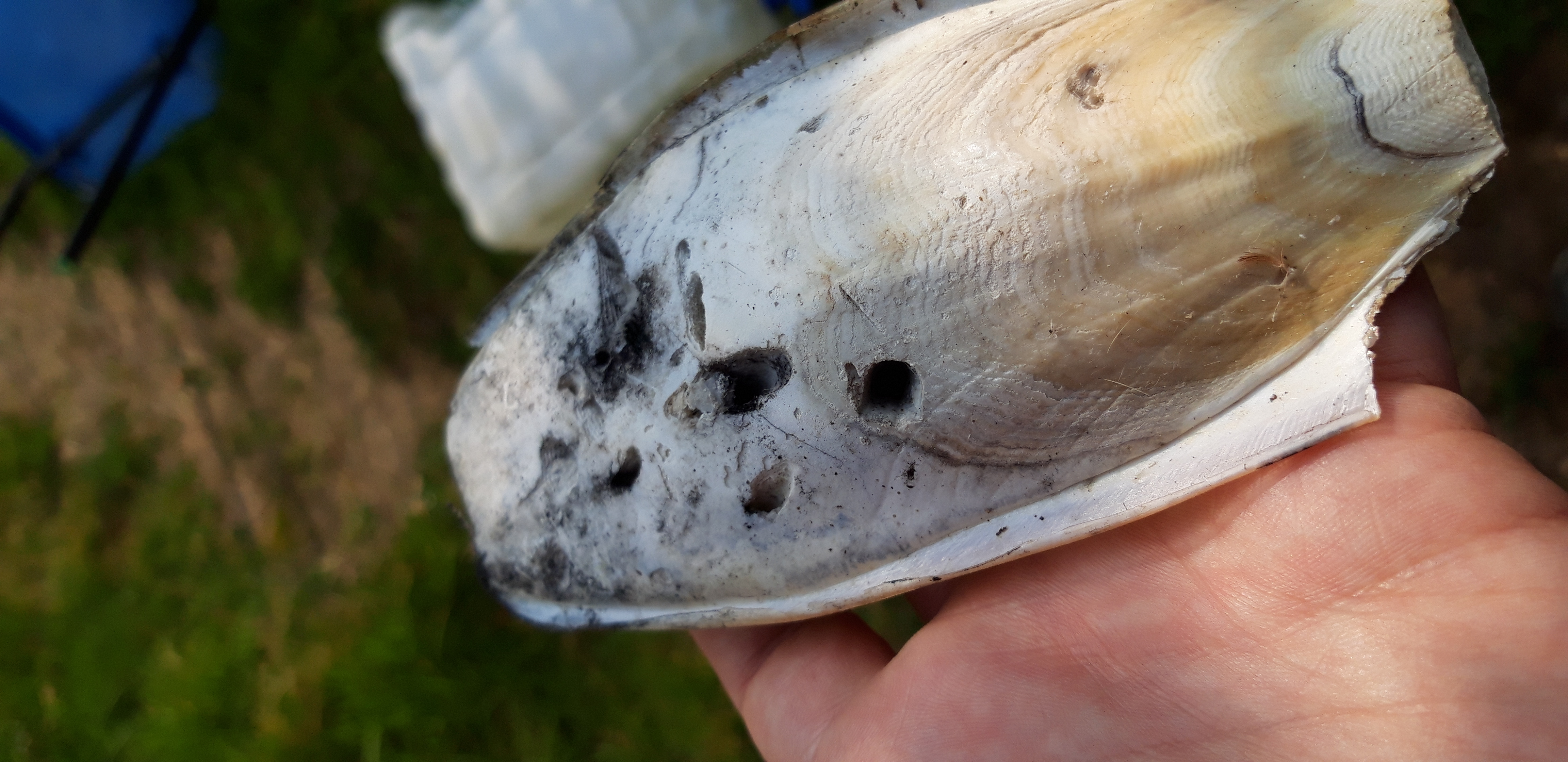 Hand holds cuttlefish remains with holes from talons