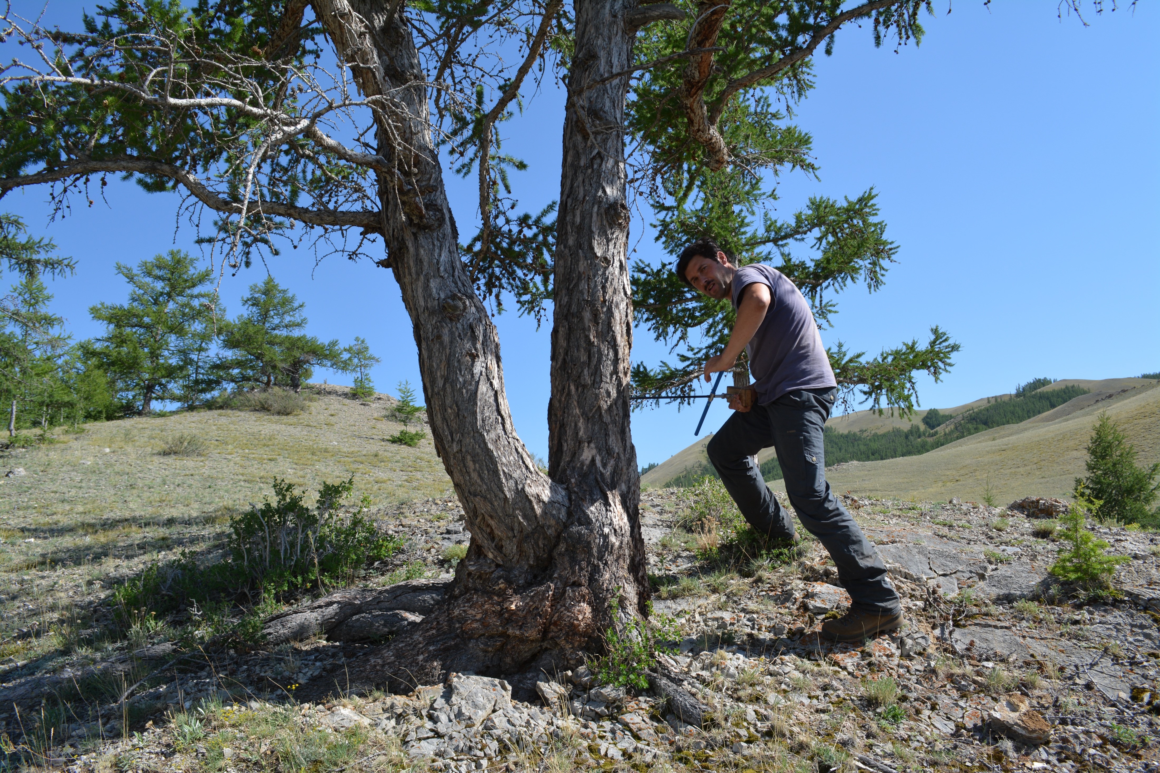 Ulf Buentgen sourcing tree-ring data from a tree on a hillside