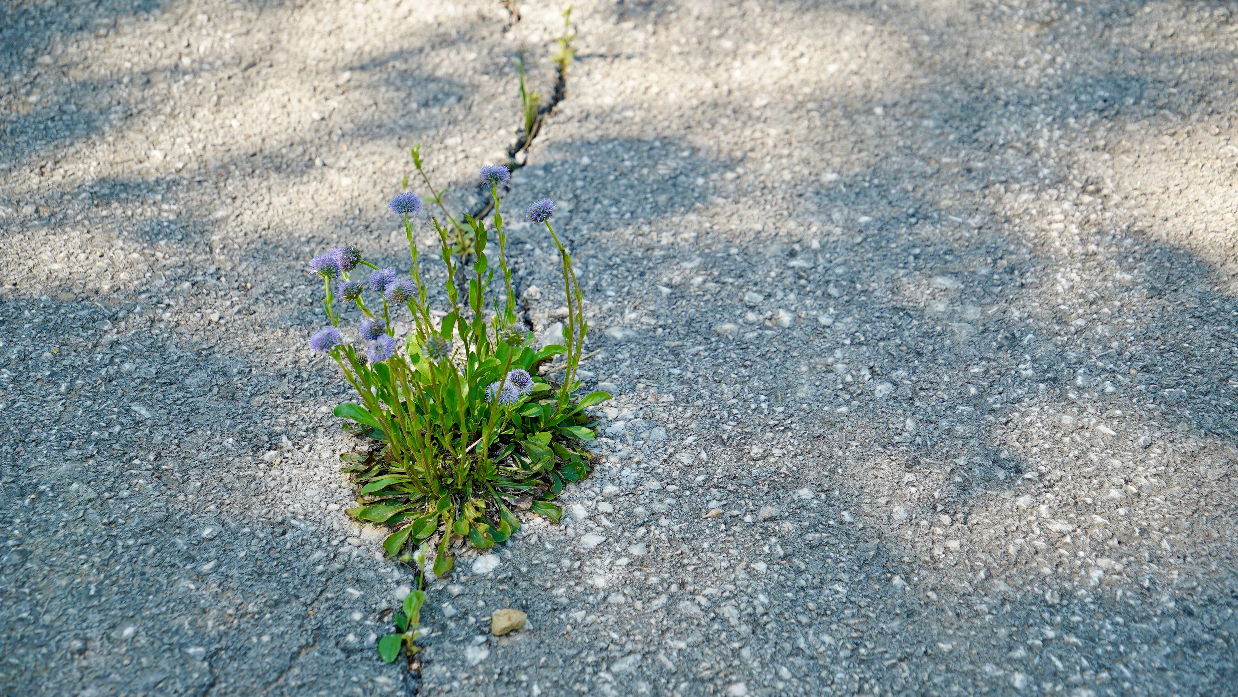 Flowers growing from a crack in a pavement 