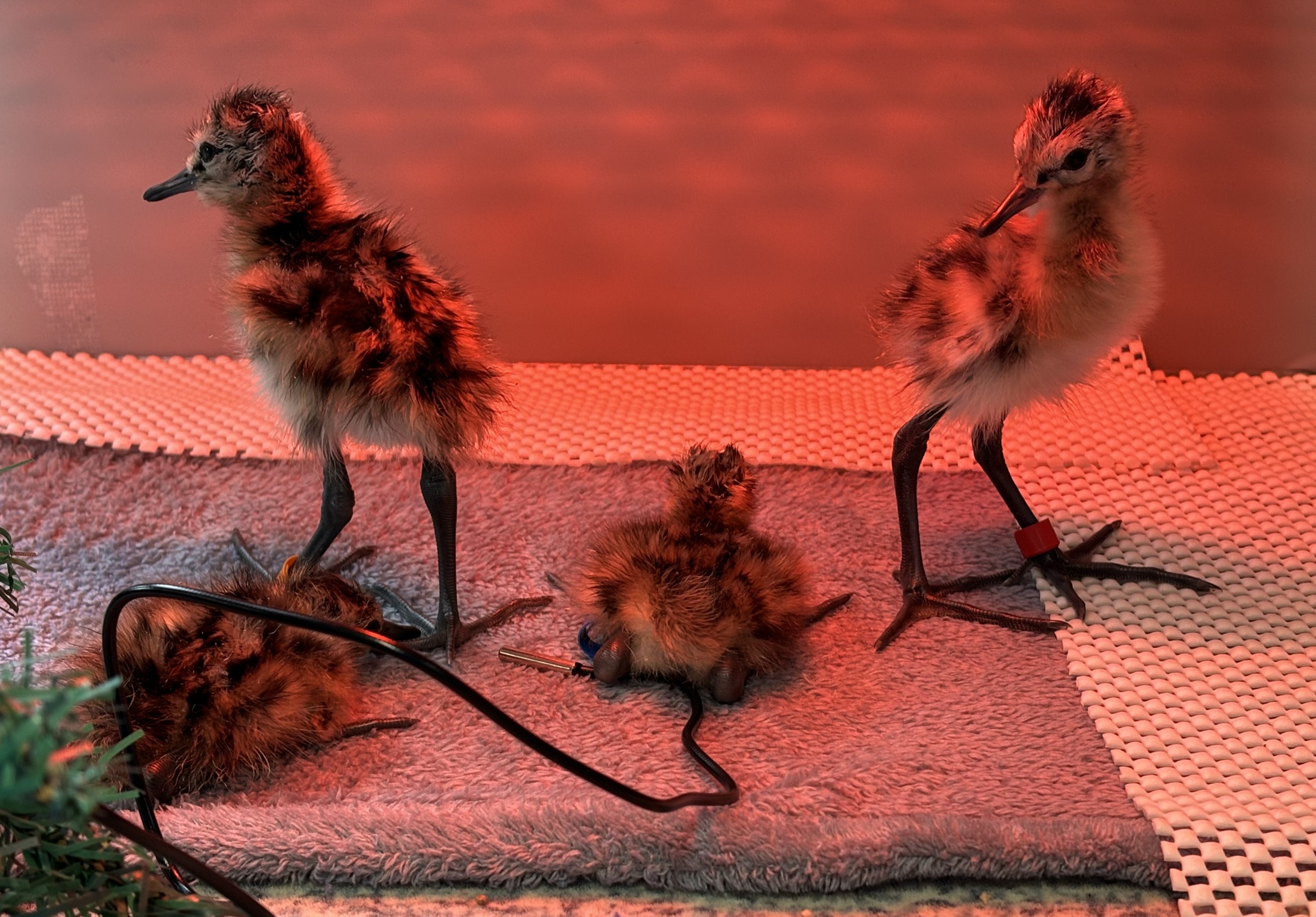 Godwit chicks underneath a heat lamp. (William Costa/ WWT/ PA)
