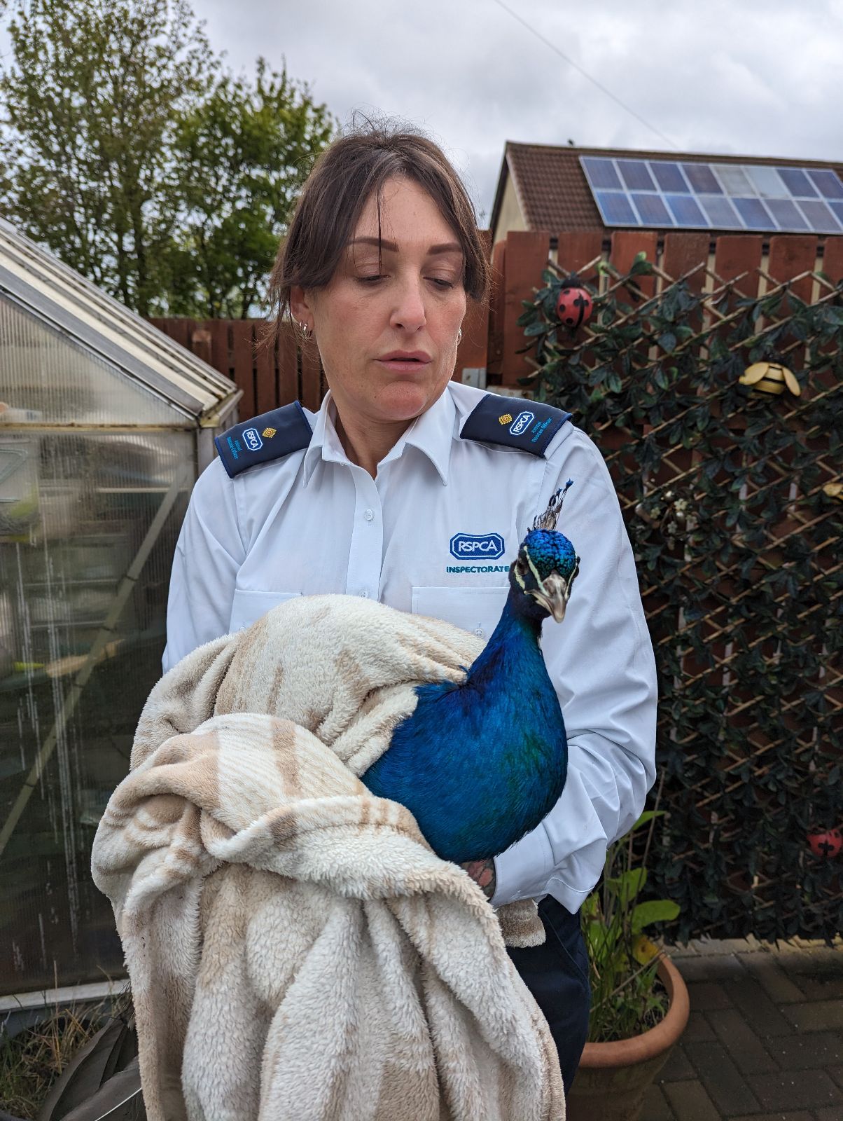 Woman holding peacock 