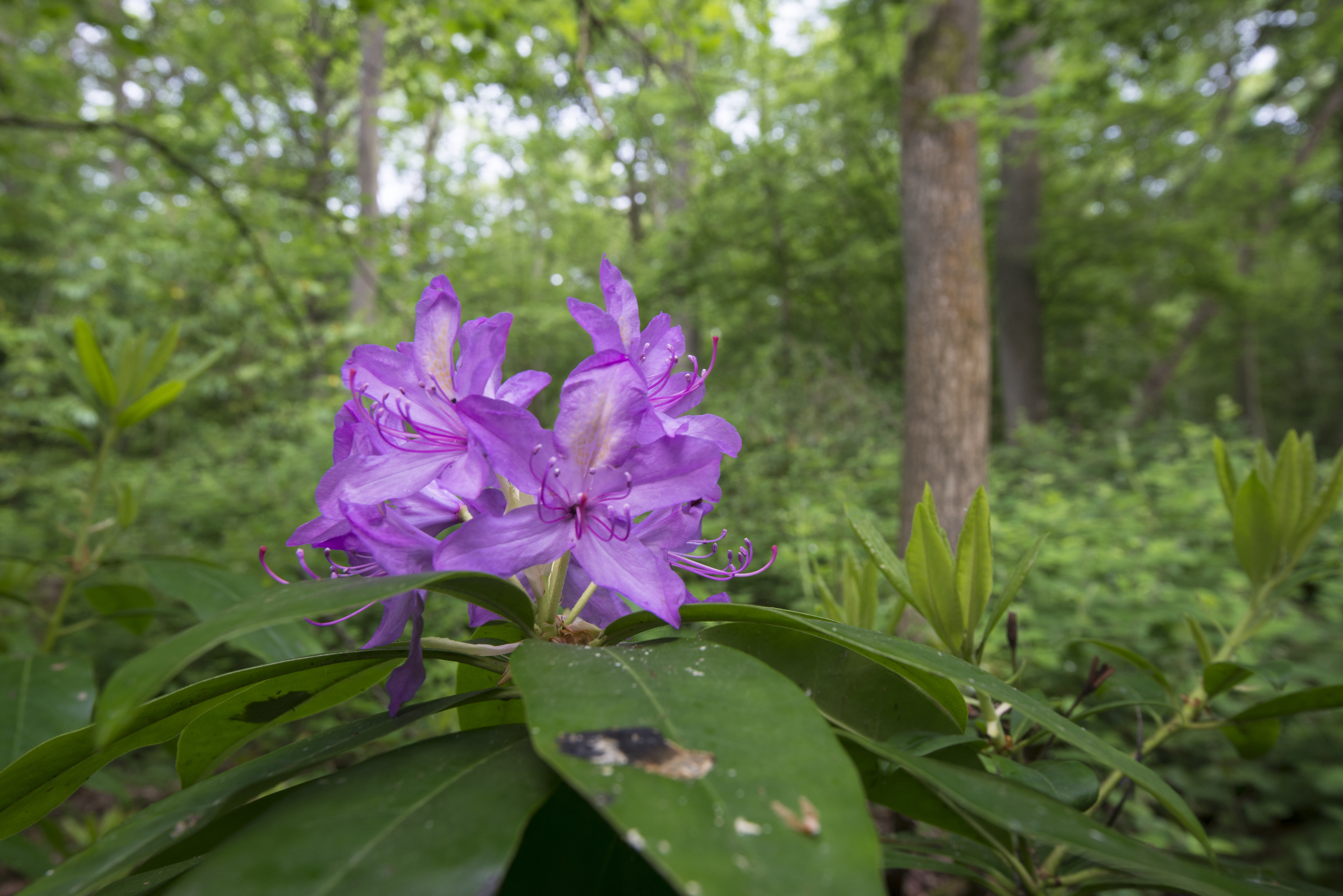 Close up of rhododendron flowers with woodland behind