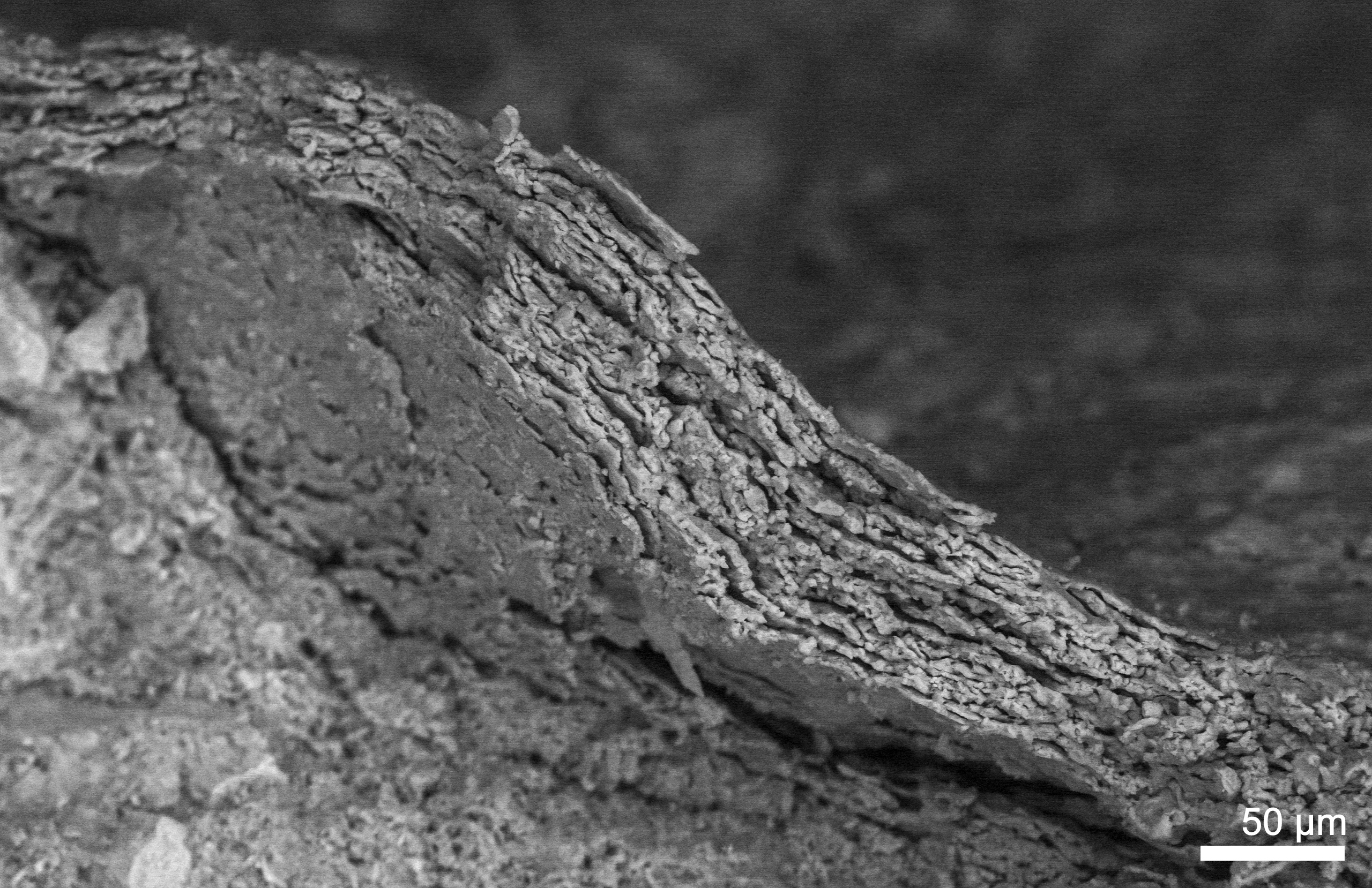 The fossil skin under an electron microscope, showing mineralised cell layers
