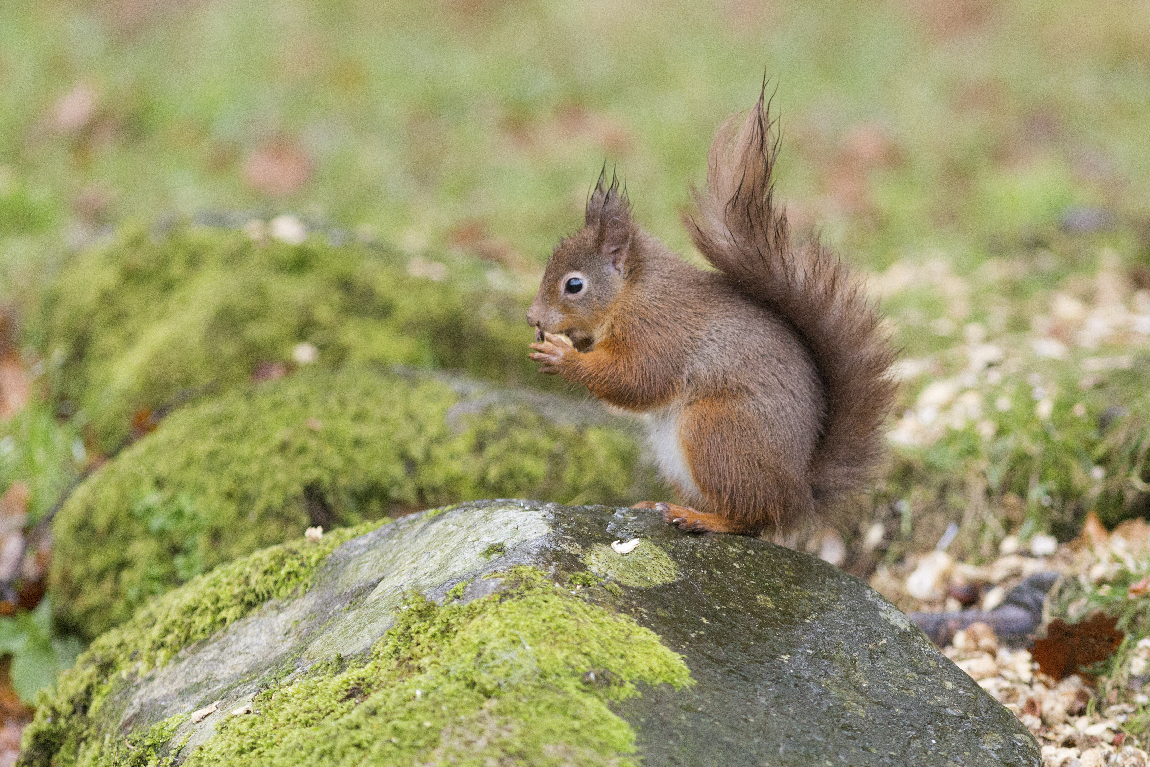 Red squirrel feeding at Allan Bank, Cumbria