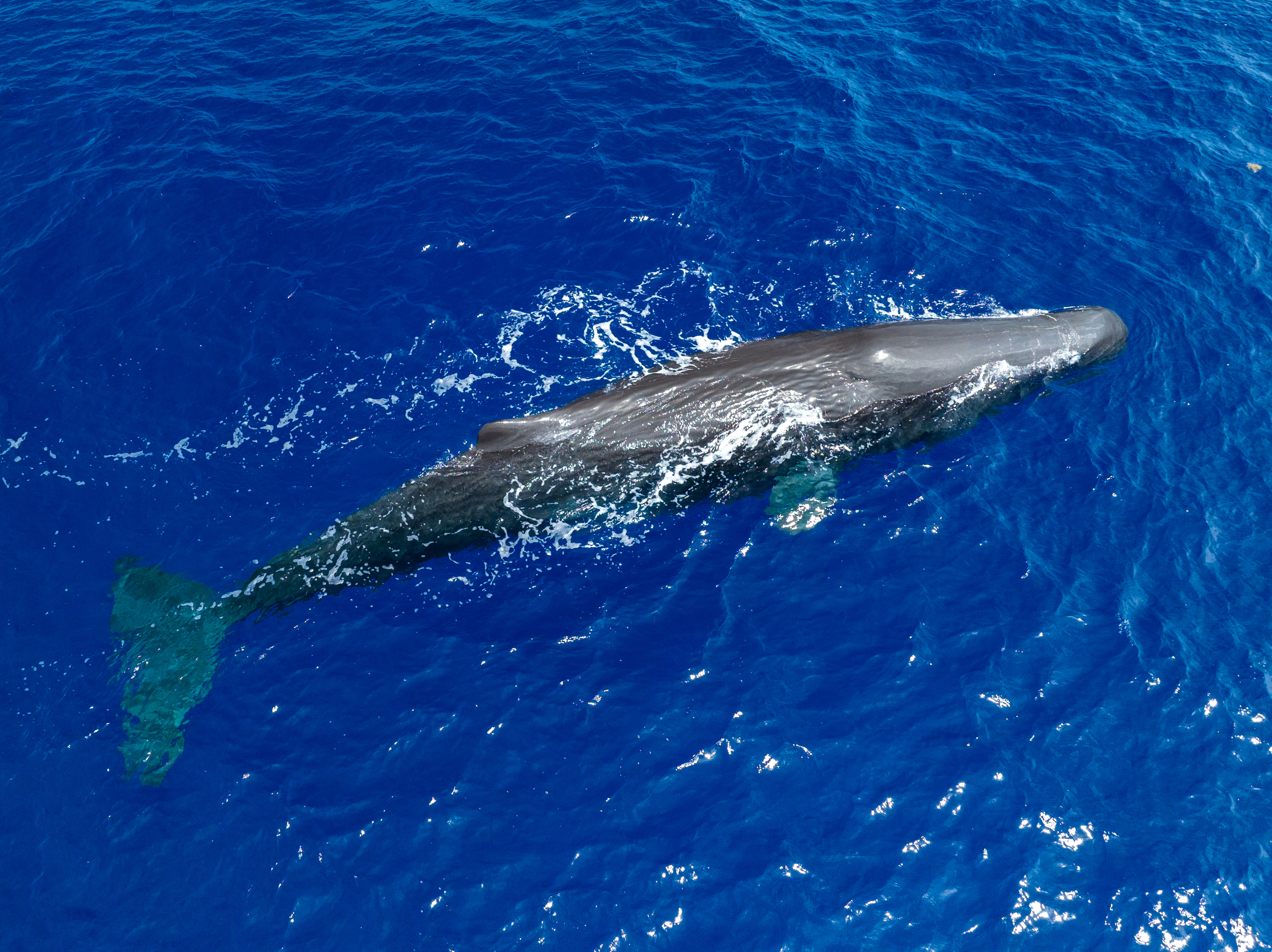 Sperm Whale in the Sargasso Sea