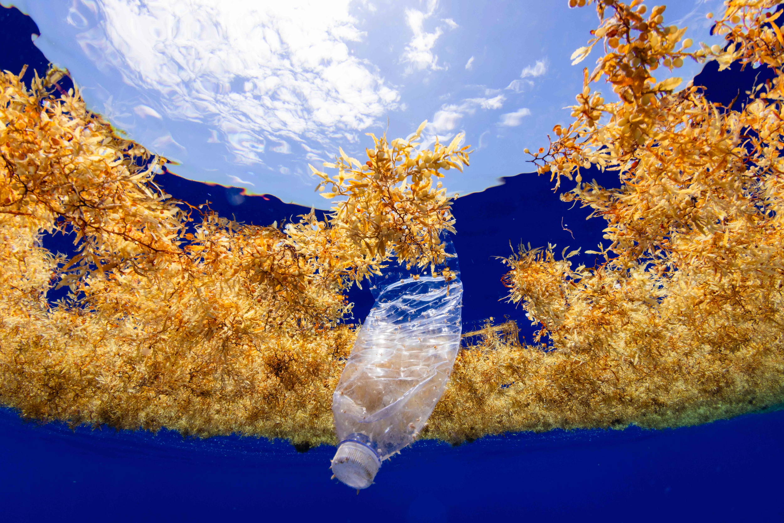 A plastic bottle floating in a mat of sargassum 