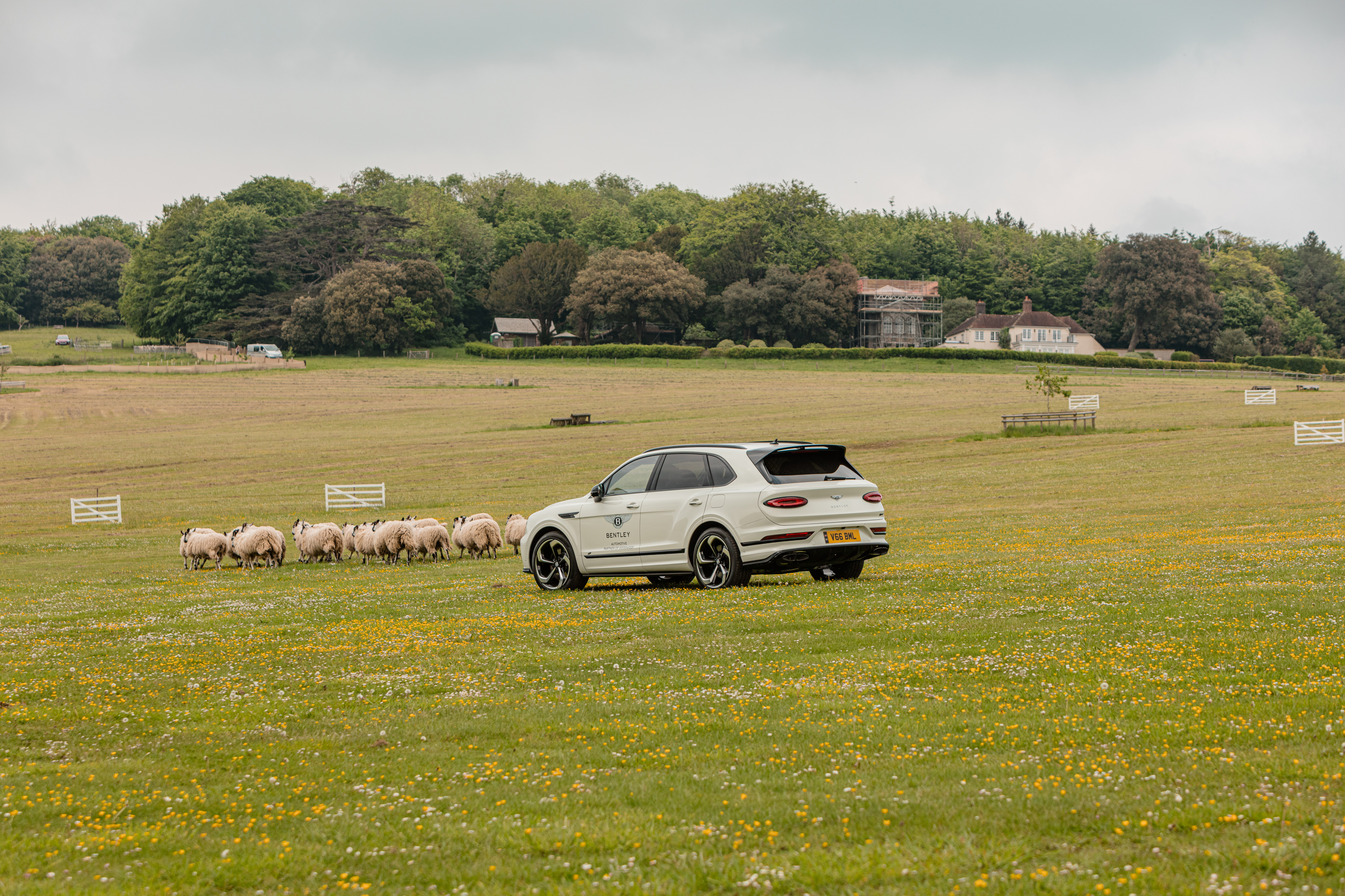 Bentley Sheep Herding