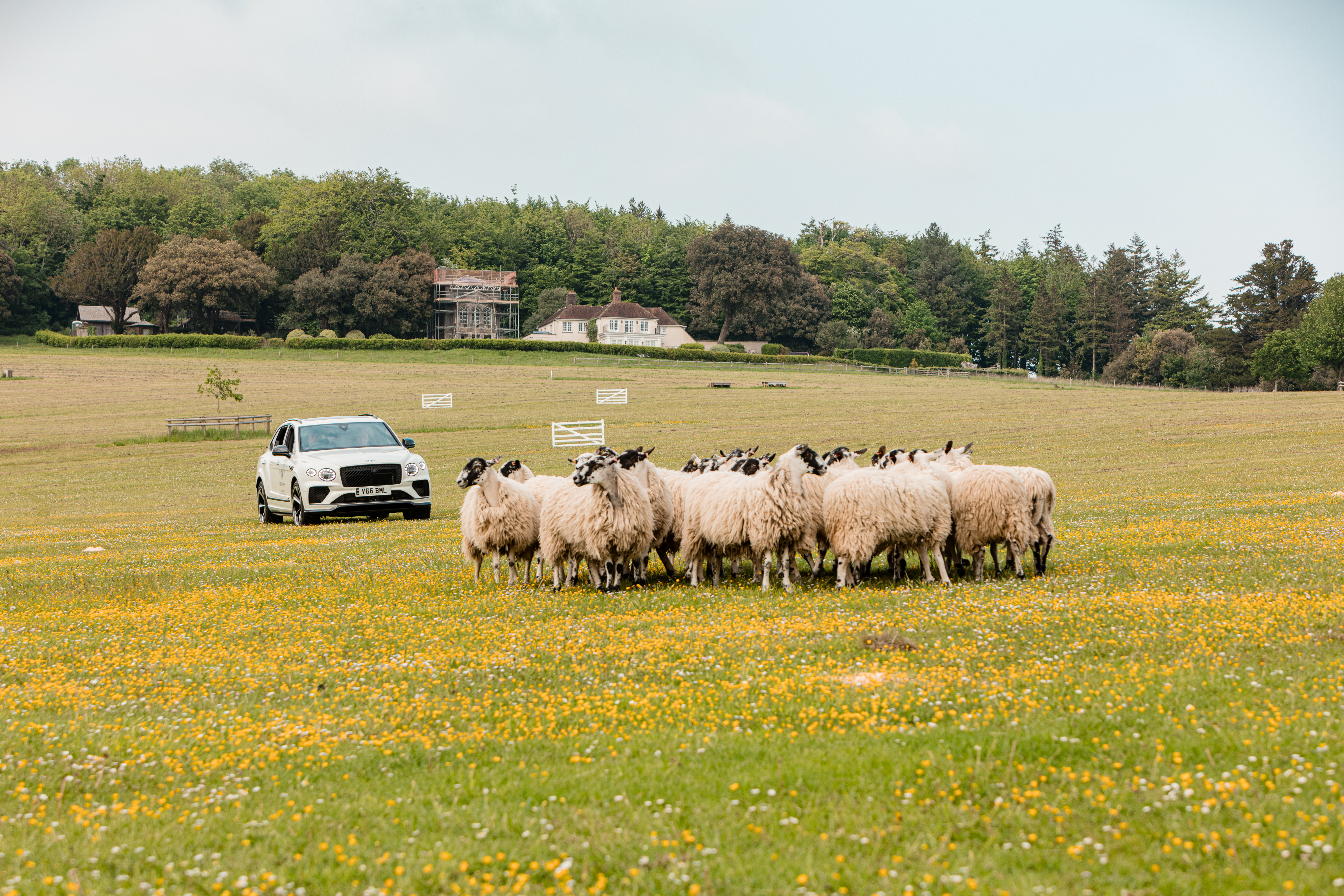 Bentley Sheep Herding