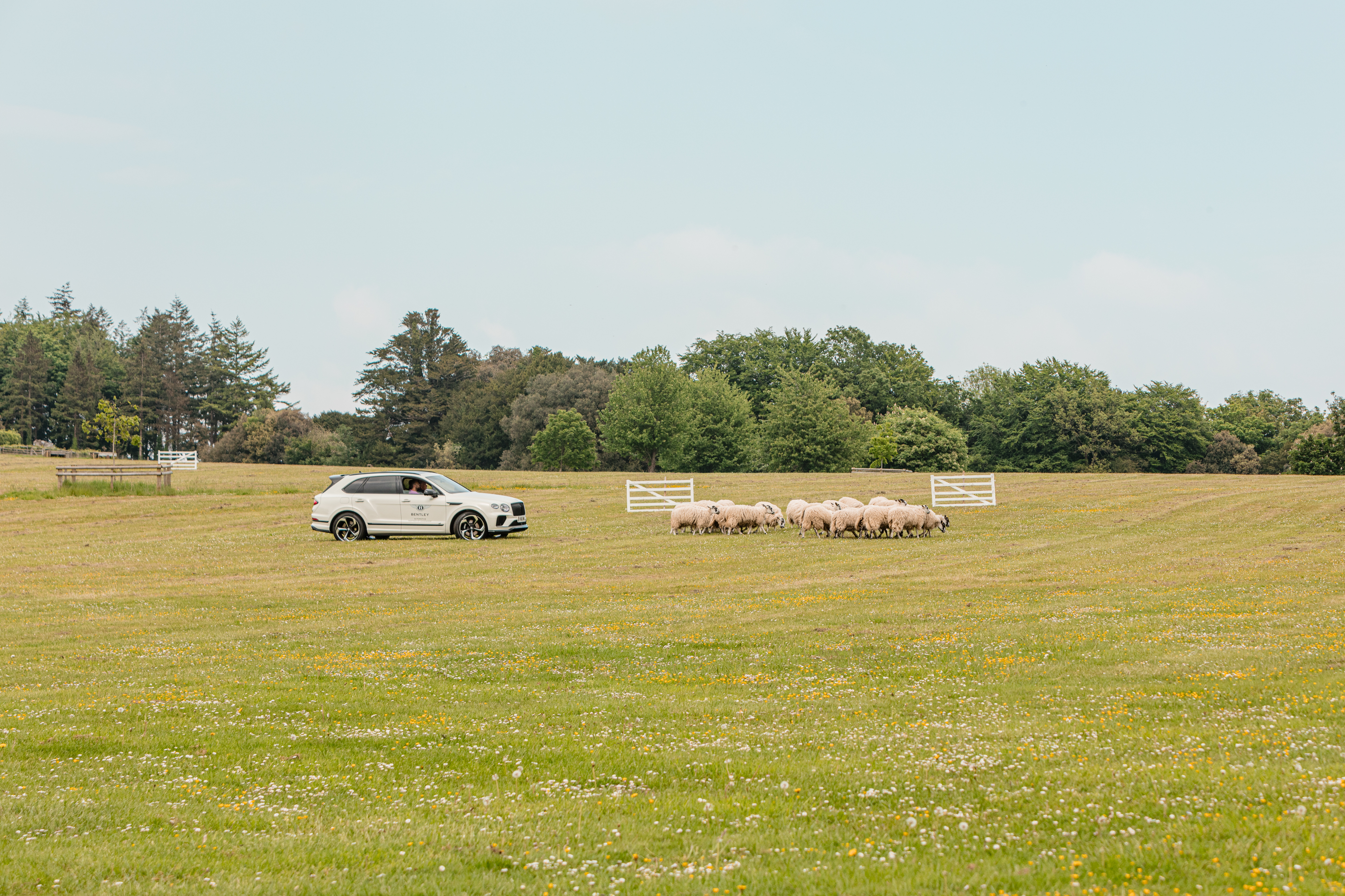 Bentley Sheep Herding