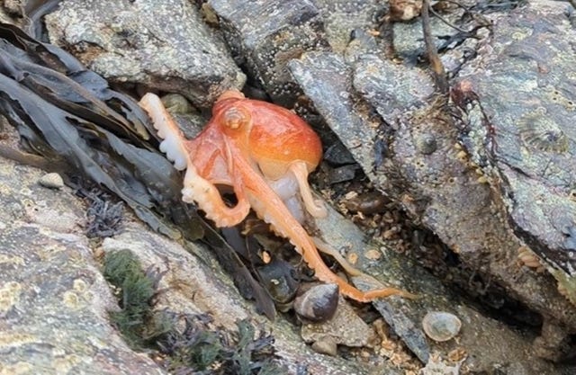 Octopus caught on camera changing its colour at North Wales beach ...