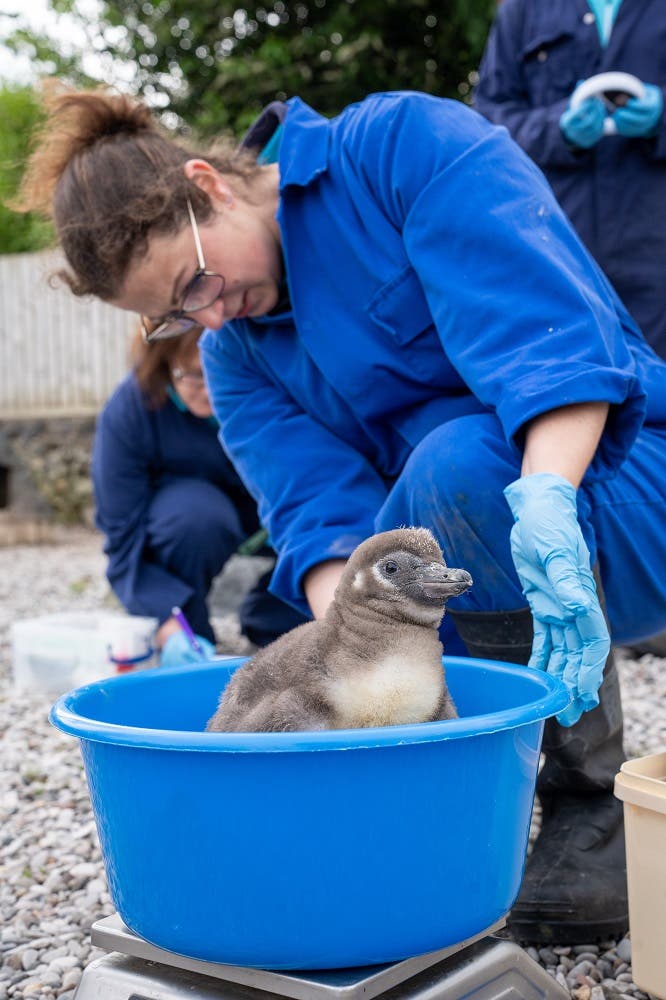 Chester Zoo welcomes 11 baby penguins – the most in more than a decade ...