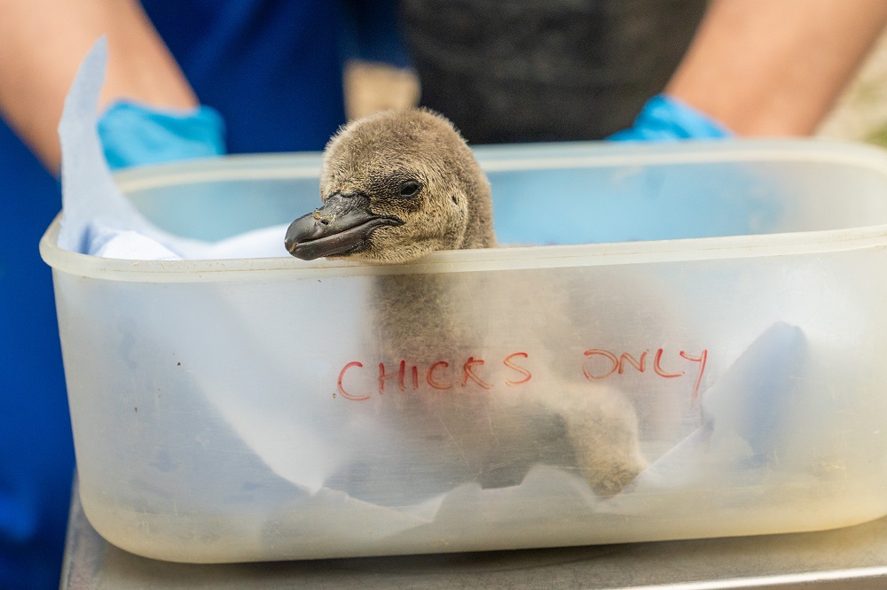 Humboldt penguin chick sat in an opaque plastic box