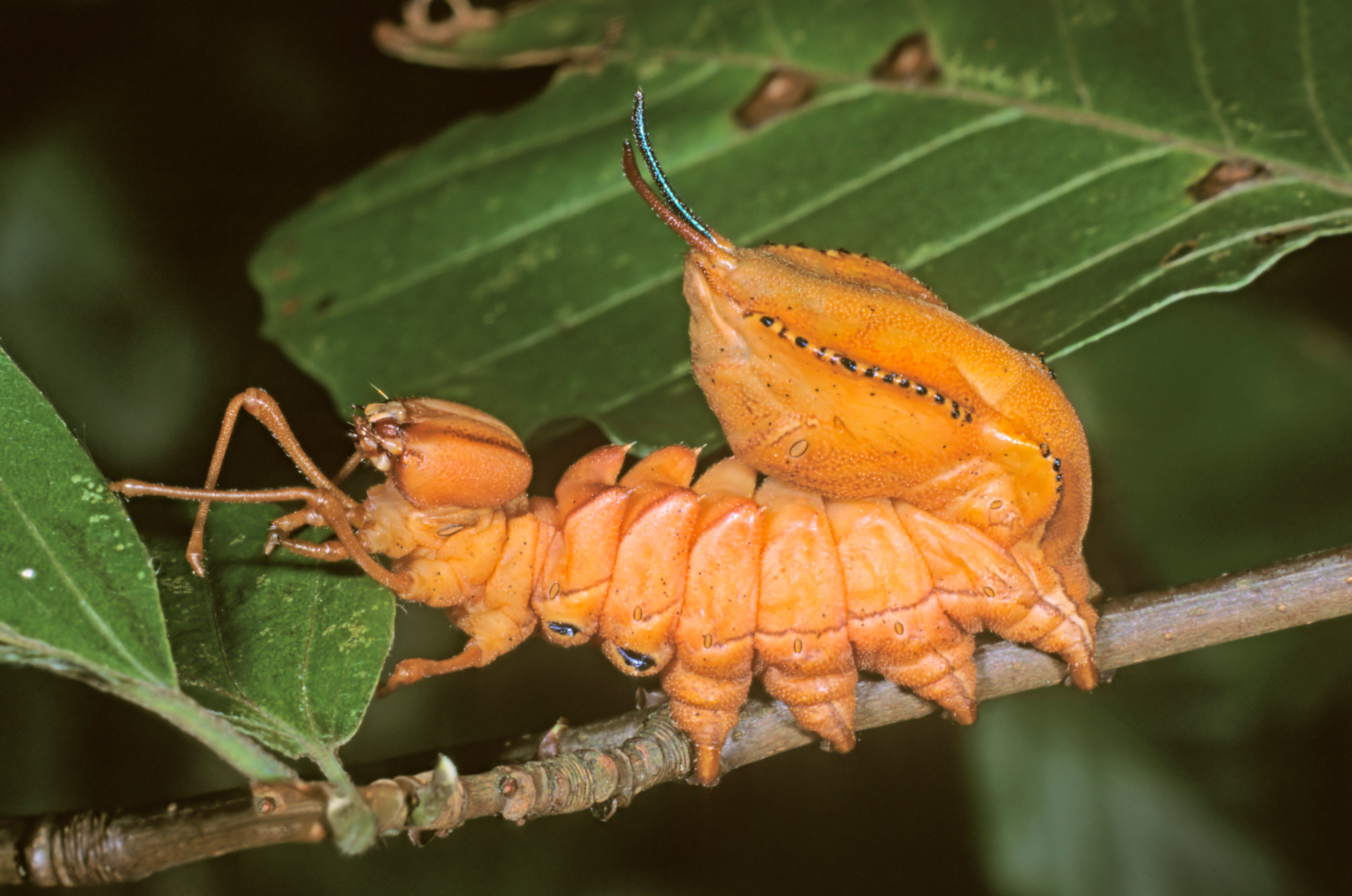 Lobster moth caterpillar on a leaf (Alamy/PA)