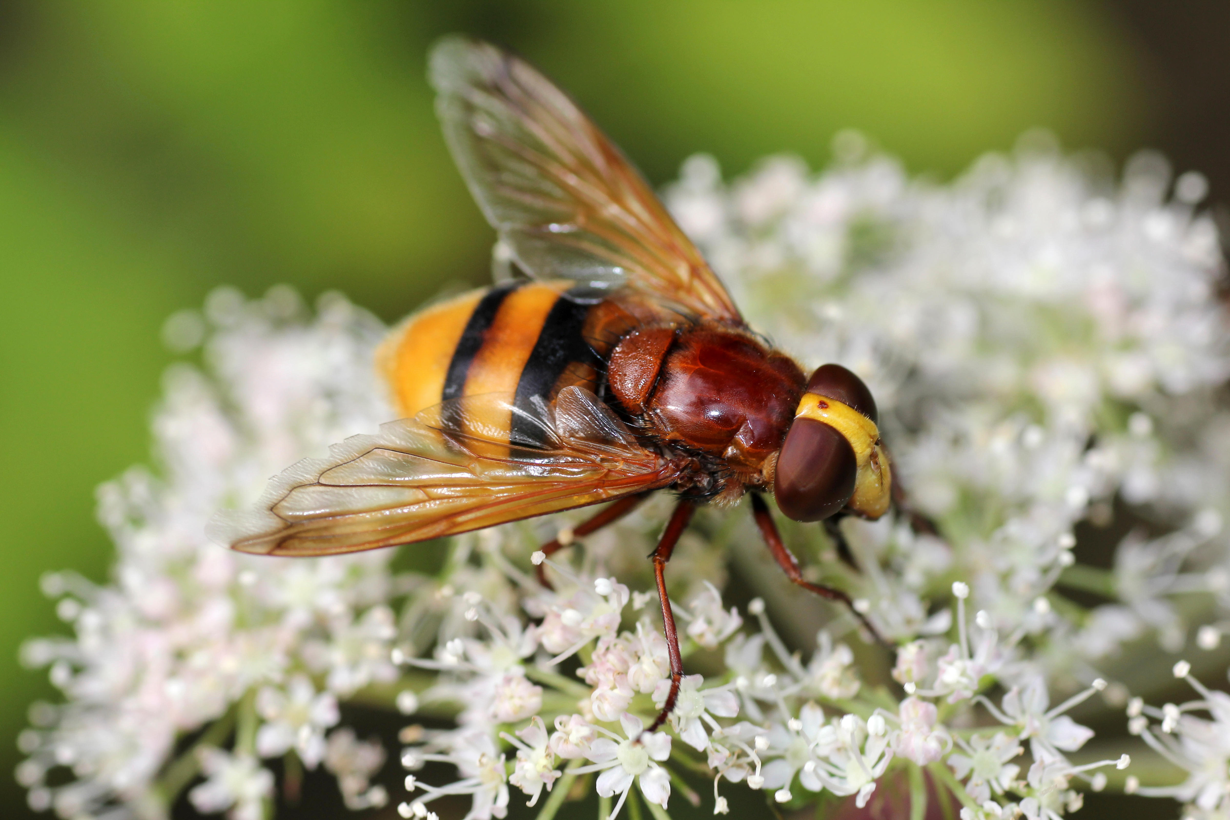 Hornet mimic hoverfly on a flower (Alamy/PA)