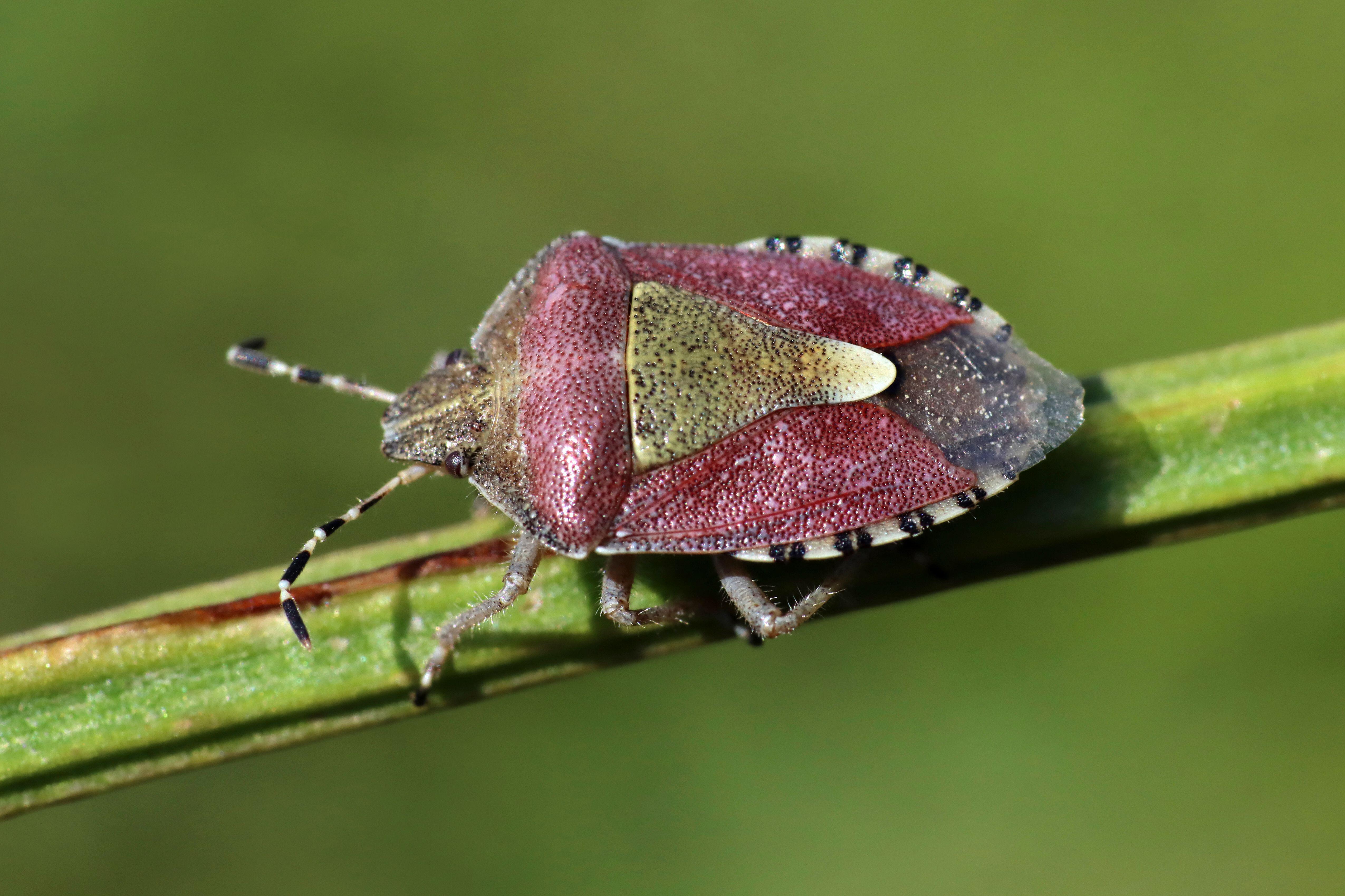 Hairy shieldbug (Alamy/PA)