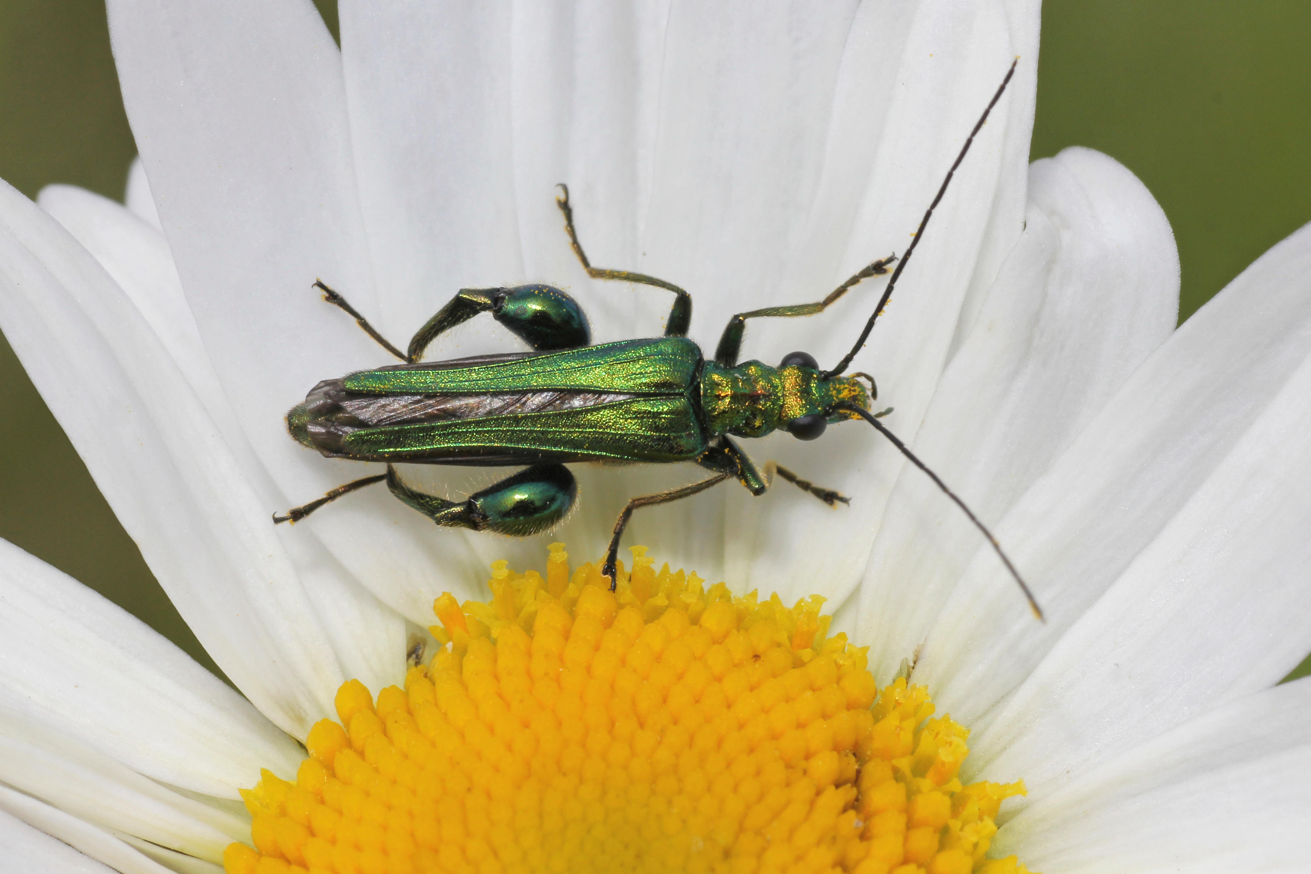 Thick legged flower beetle (Alamy/PA)