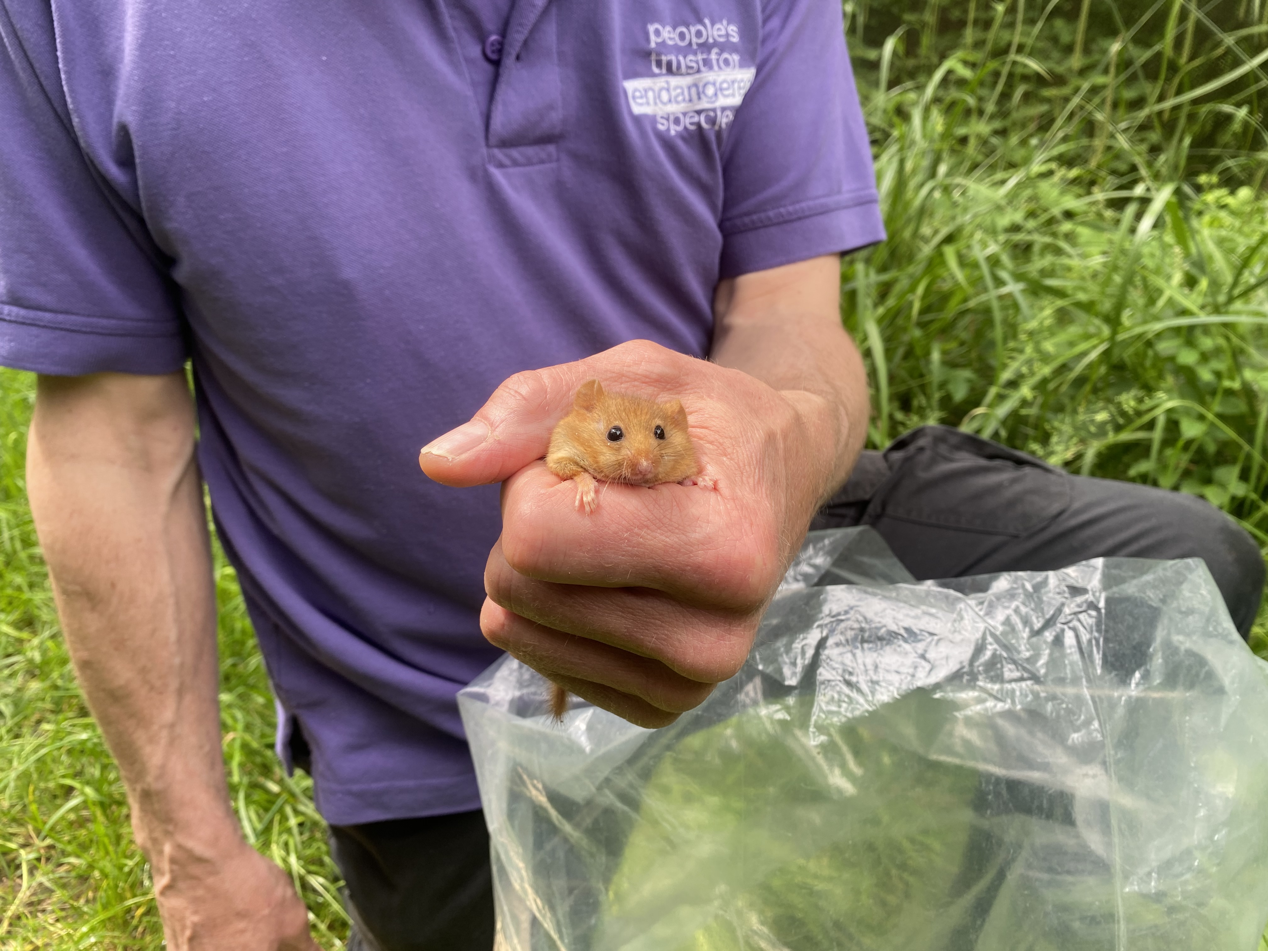 A male dormouse set to be released into a Bedfordshire woodland. (Rebecca Speare-Cole/PA)