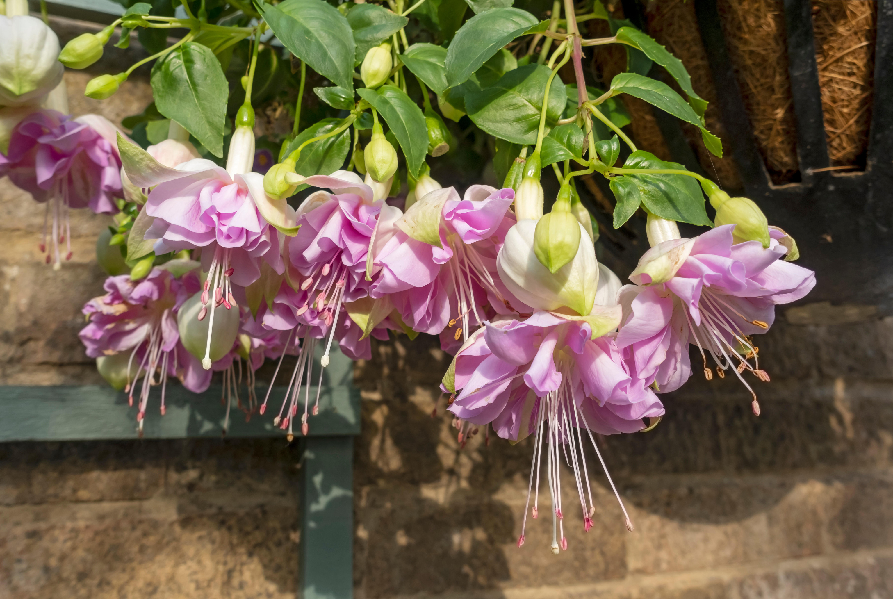 Trailing pink fuchsias in hanging basket