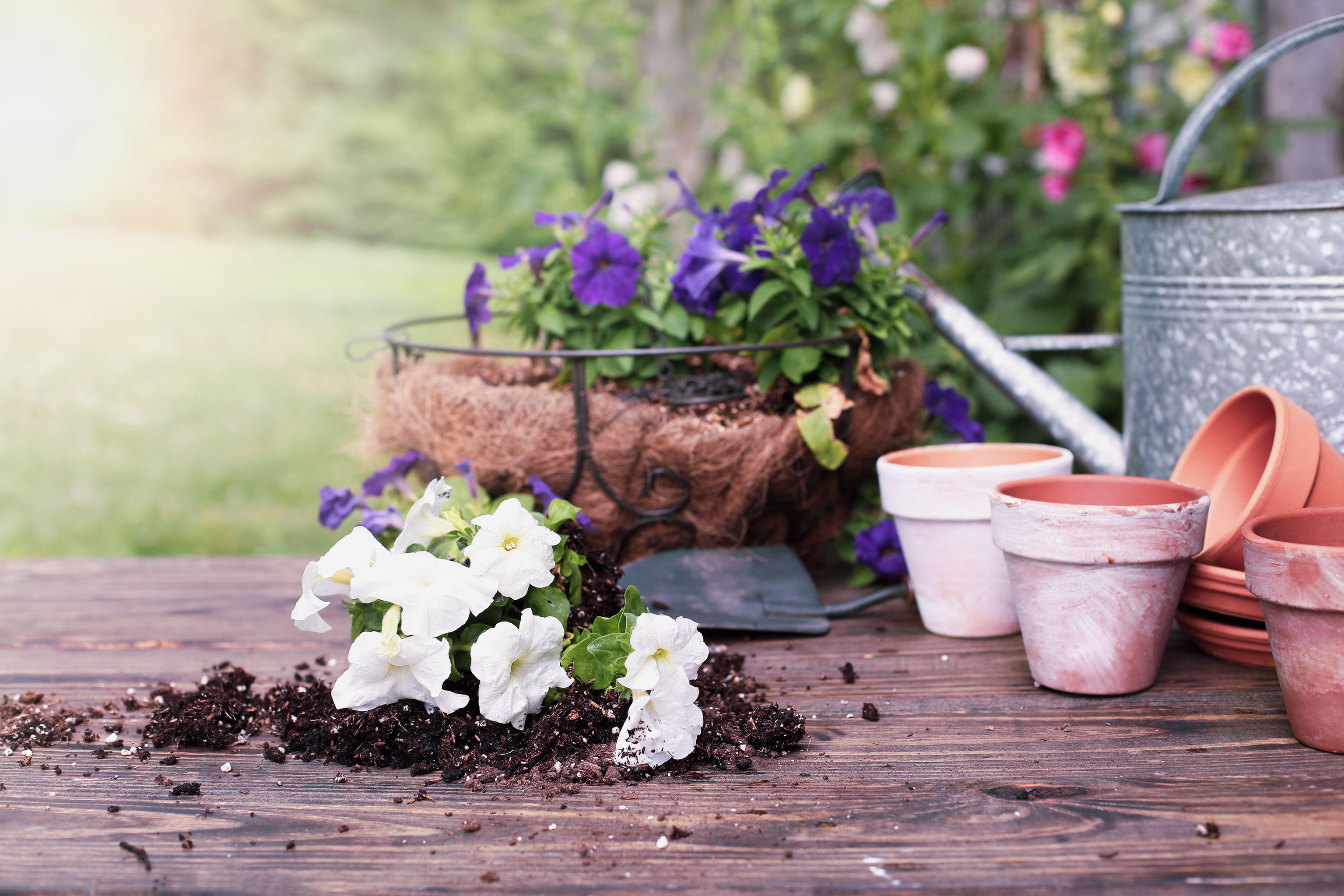 Outdoor garden bench with purple petunias, hanging basket and compost