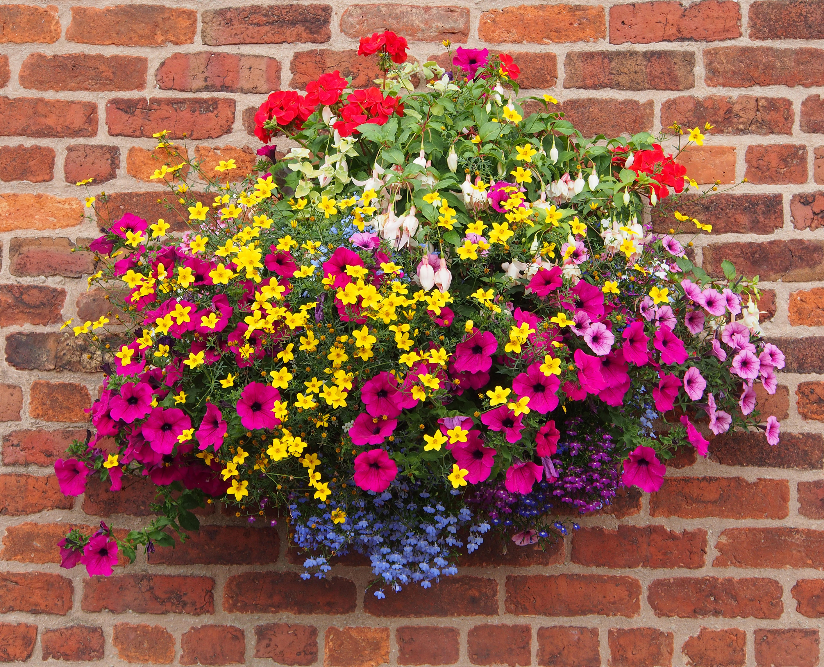 Beautiful hanging basket against a brick wall