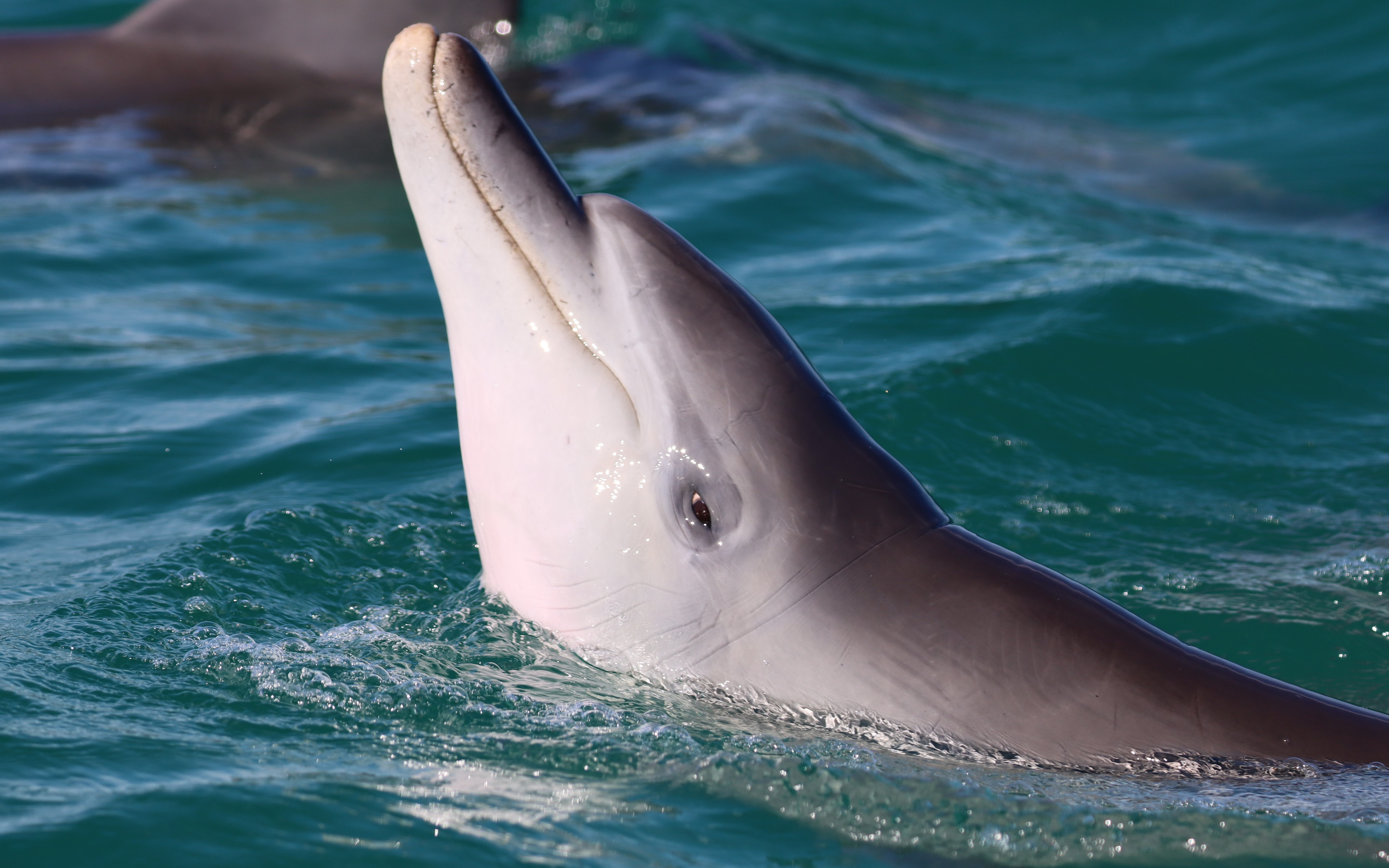 Juvenile male dolphin in Shark Bay, Western Australia