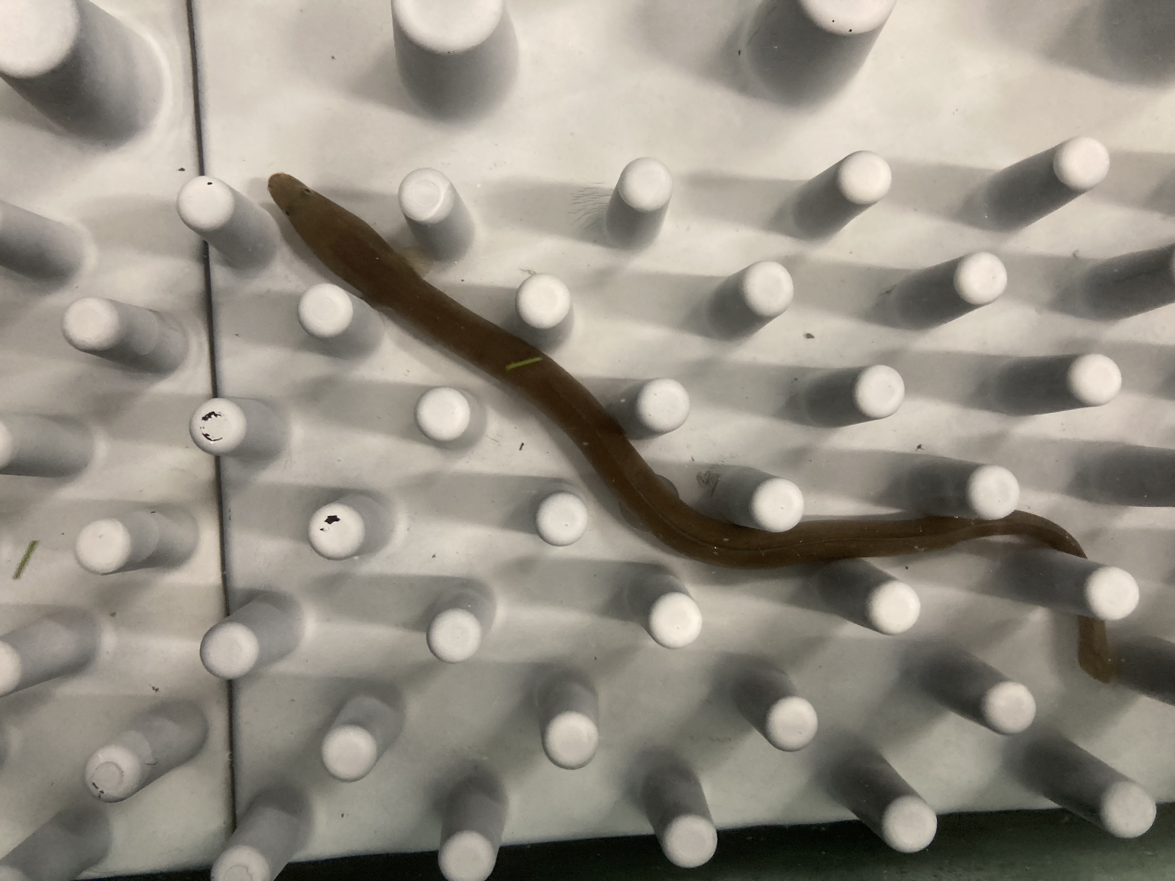 Eel tiles being tested in the lab