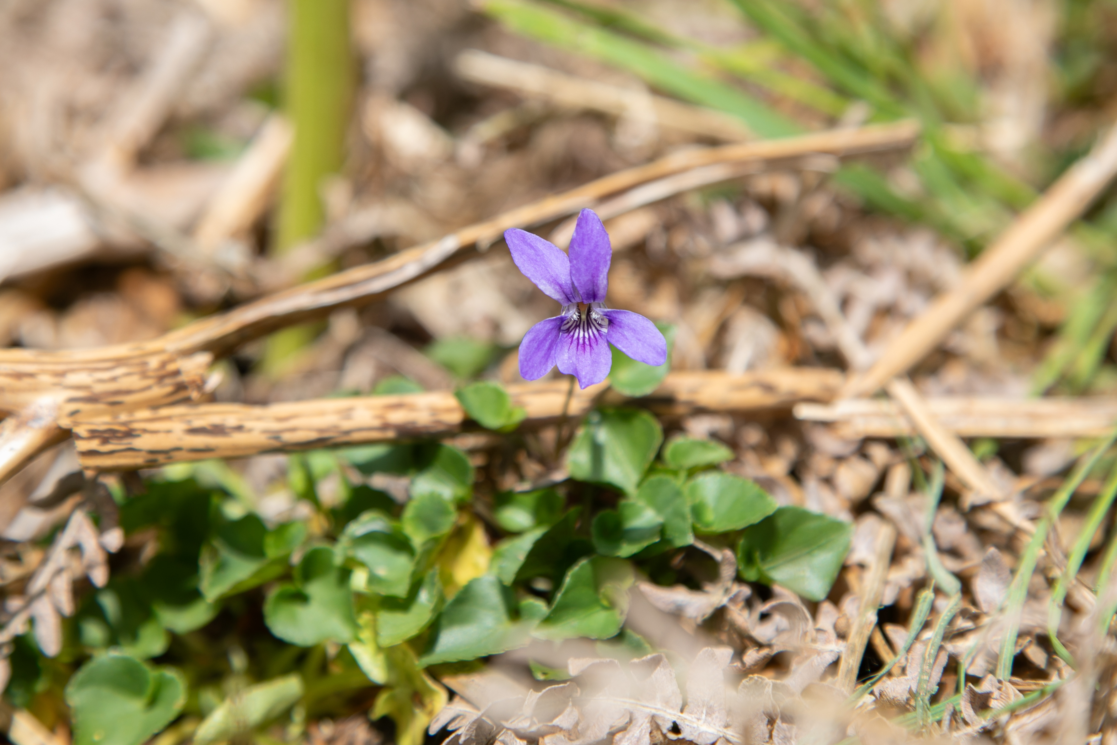 The small purple flower of common dog-violet growing close to the ground among twigs