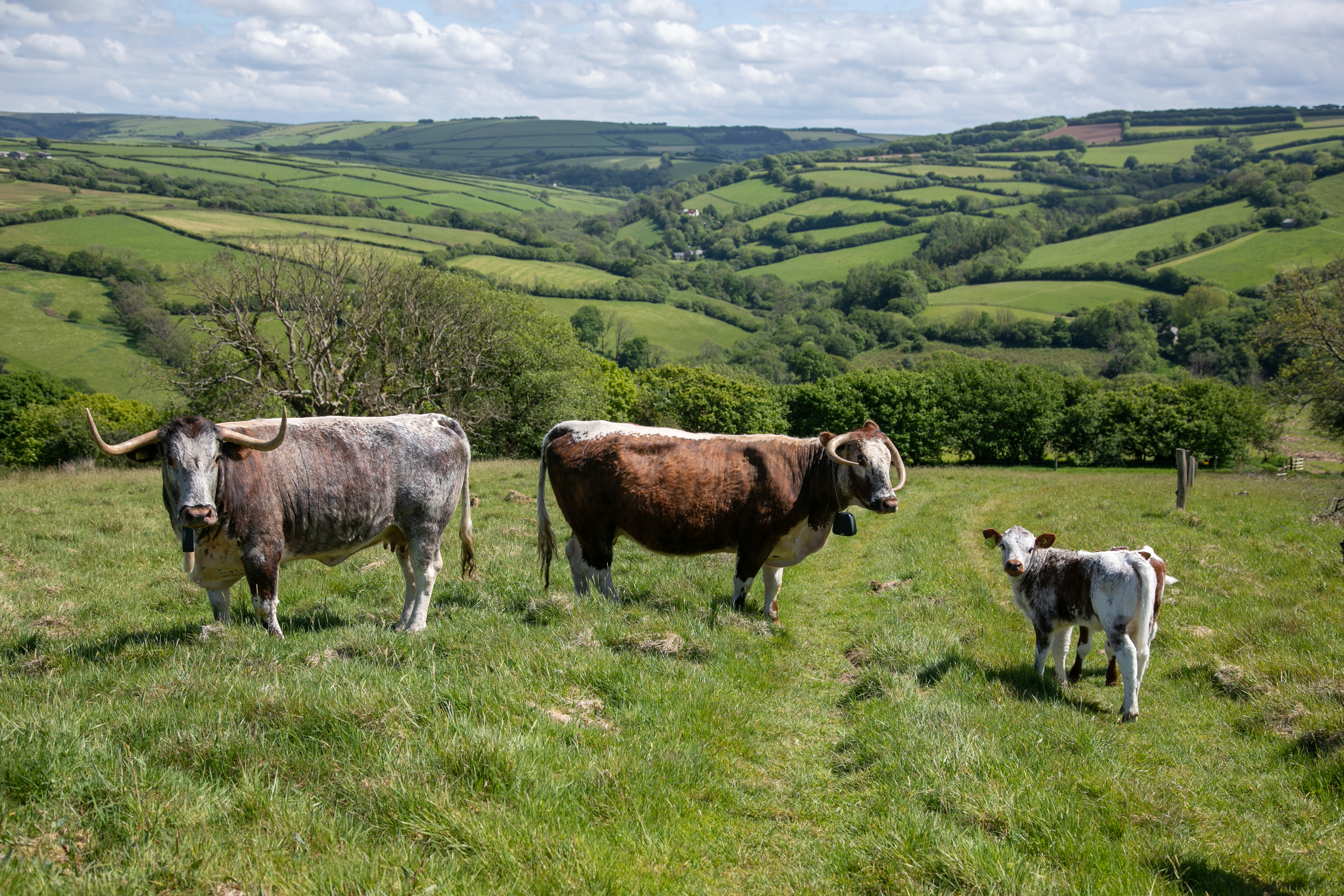 Two longhorn cattle and a calf stand in a field with hills behind