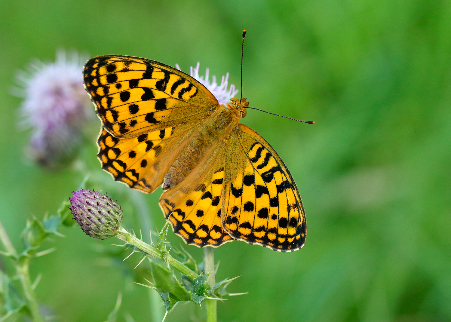A high brown fritillary butterfly, with orange and black chequered wings, rests on a thistle