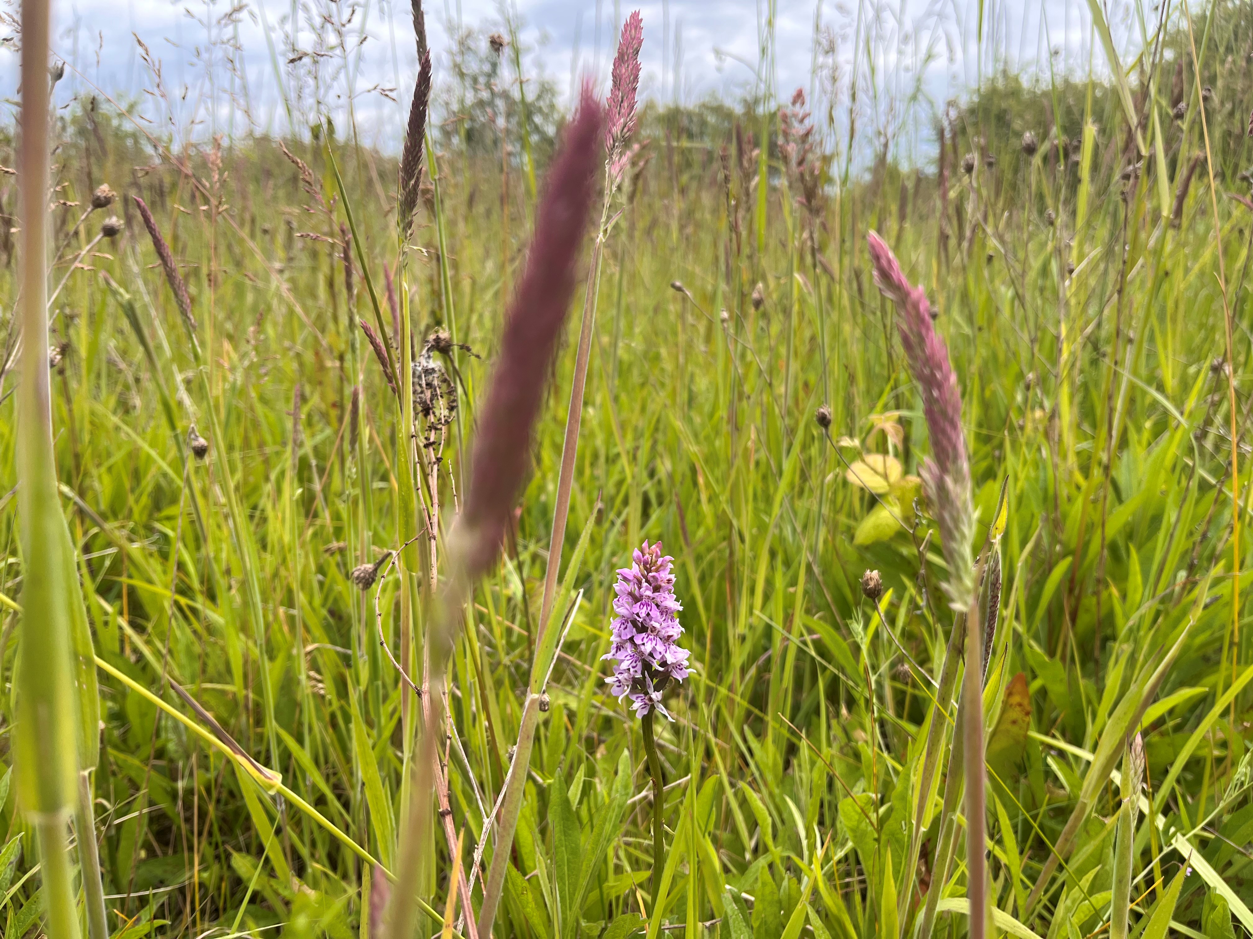 An orchid flowering among grasses