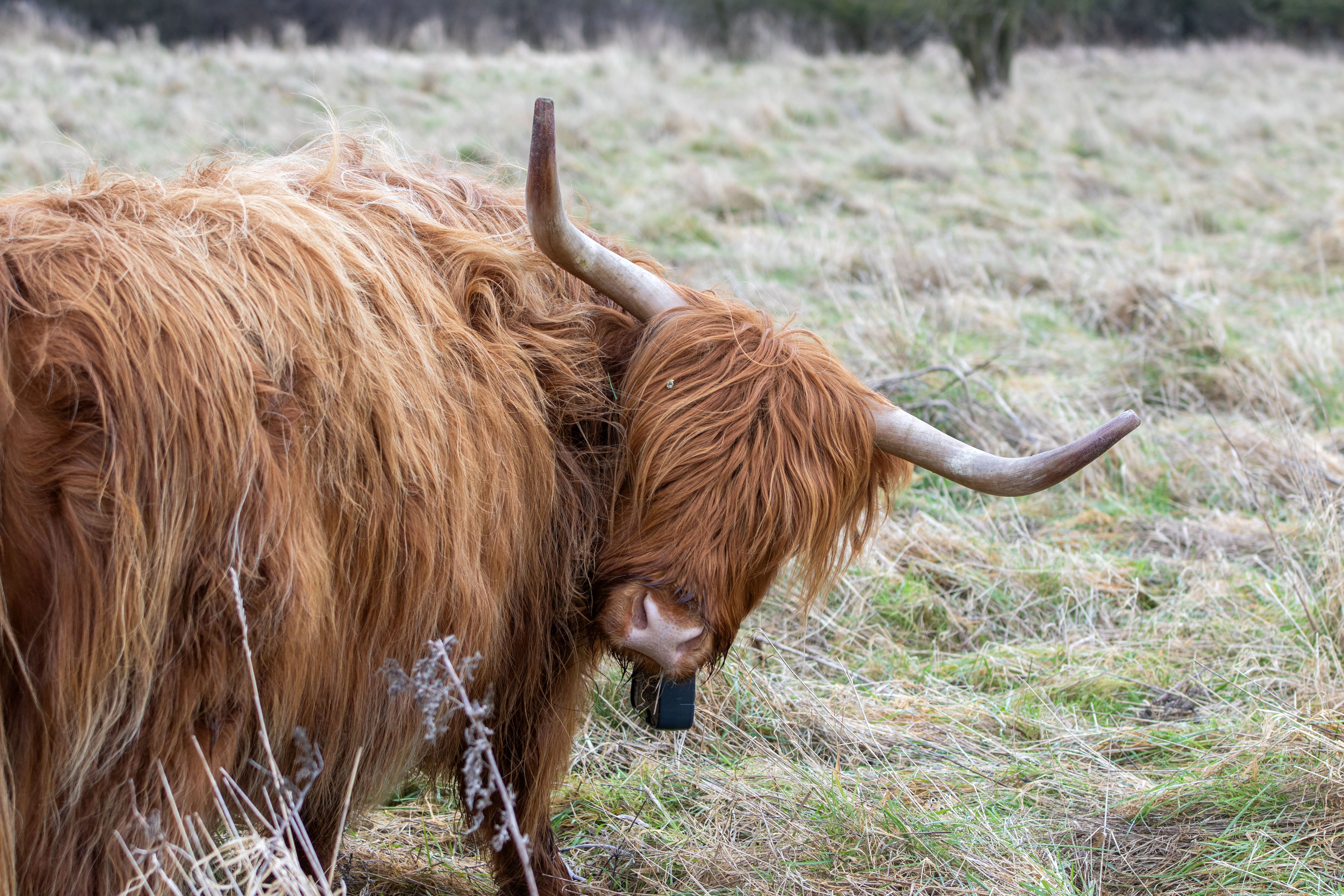 A Highland cattle looks at the camera