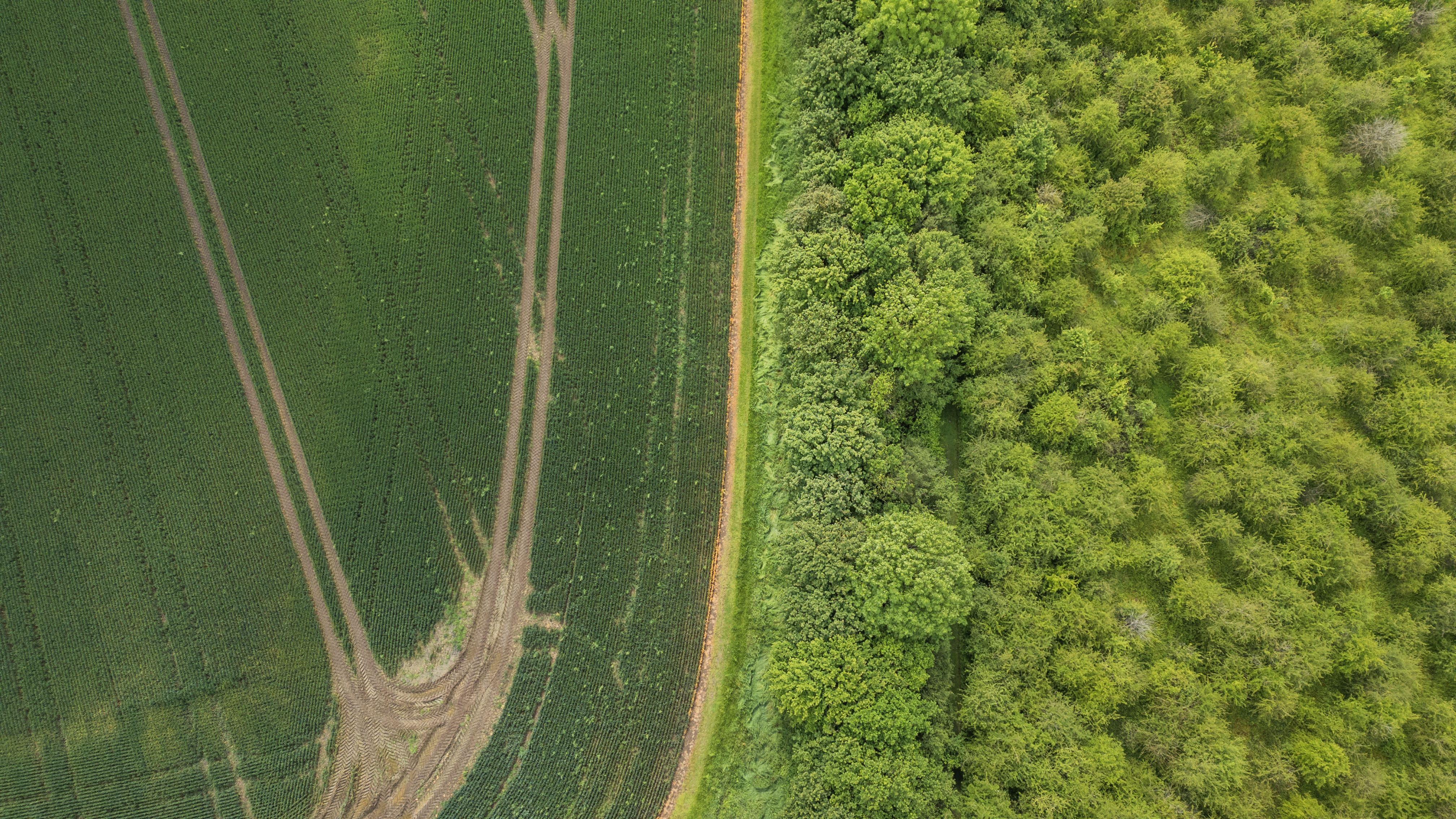 Overhead image of conventional agricultural land butting up to the scrub of Strawberry Hill