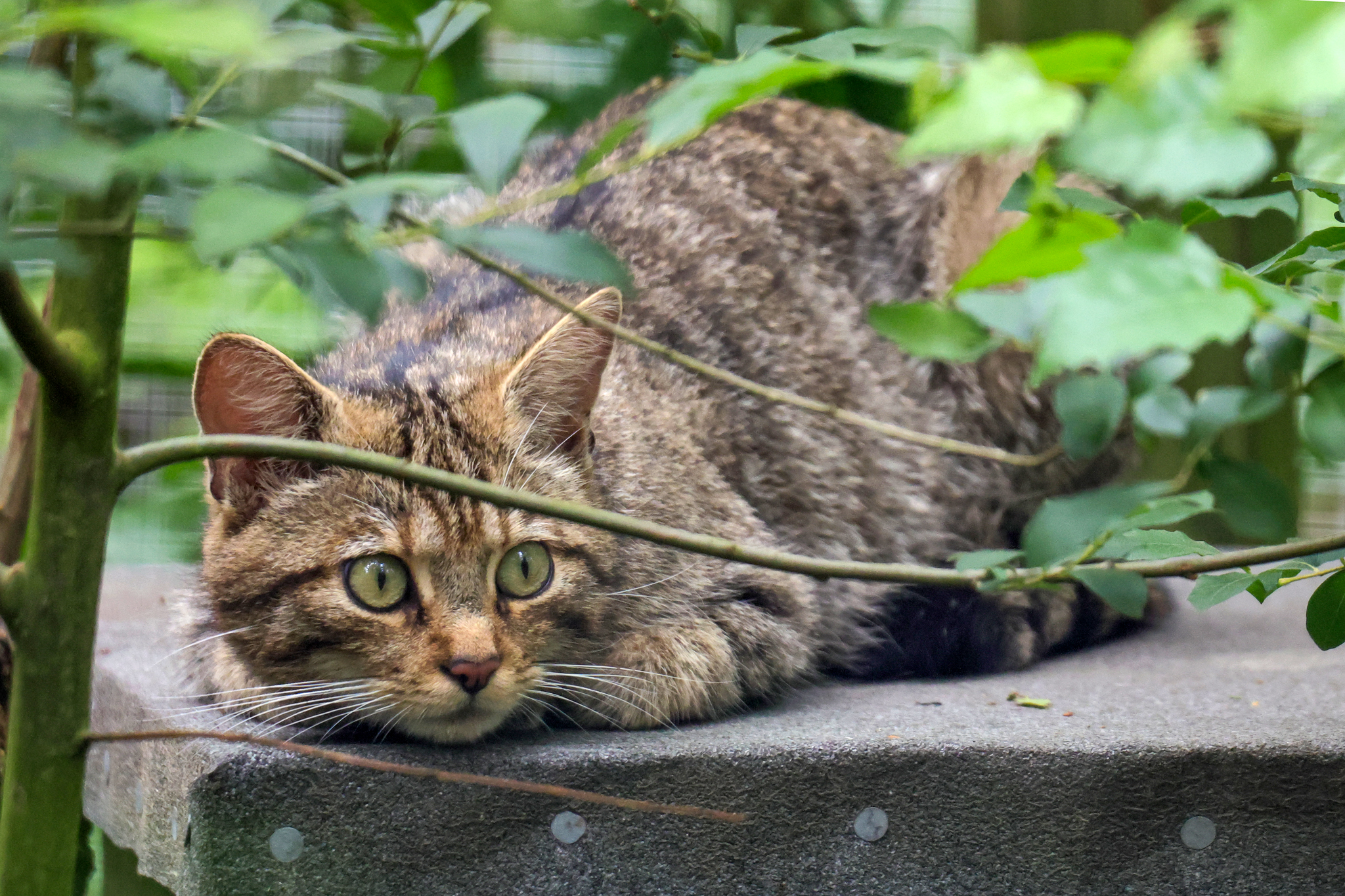 A wildcat kitten peering through branches