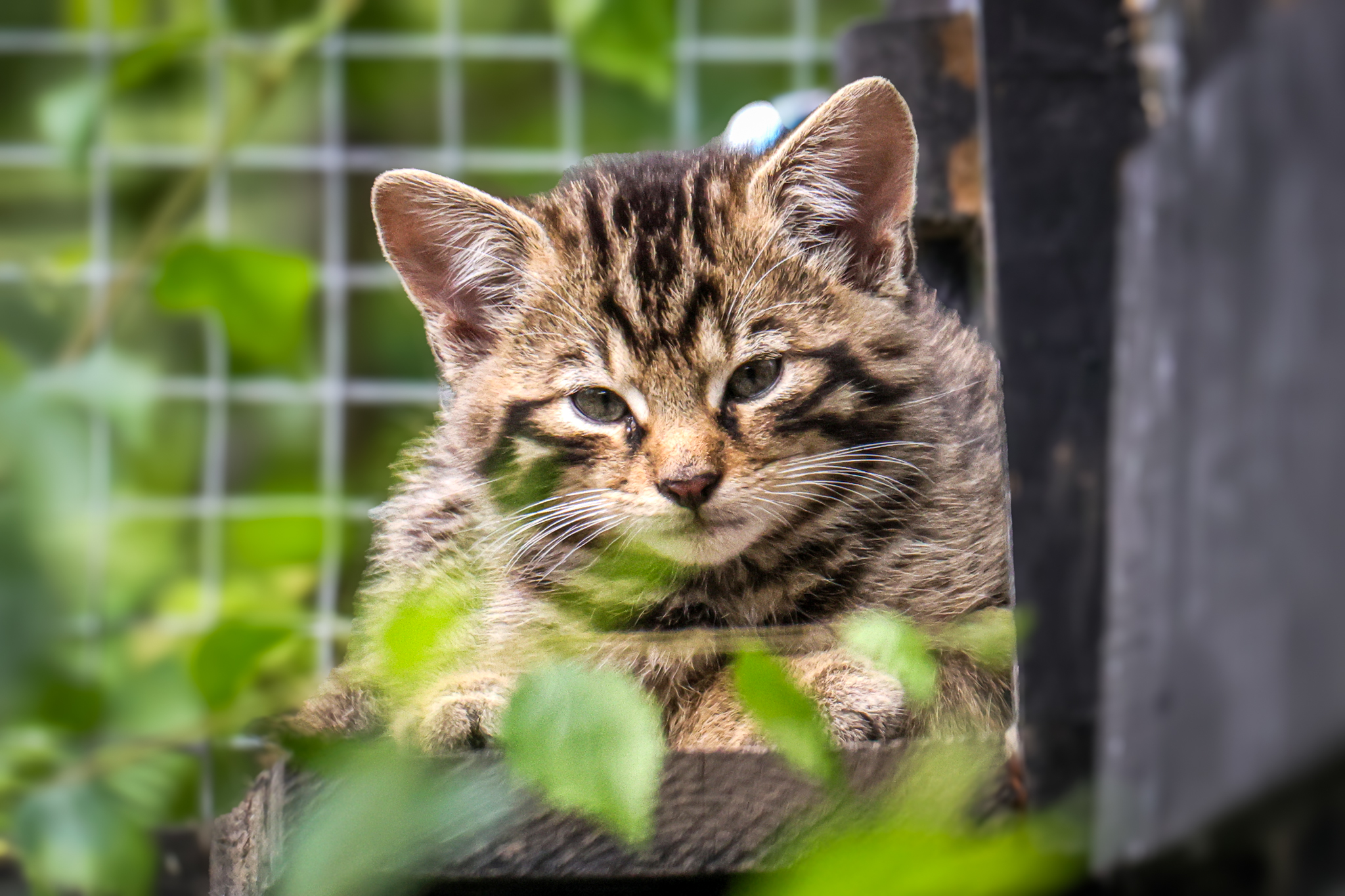 A wildcat kitten lying on a platform amid green foliage