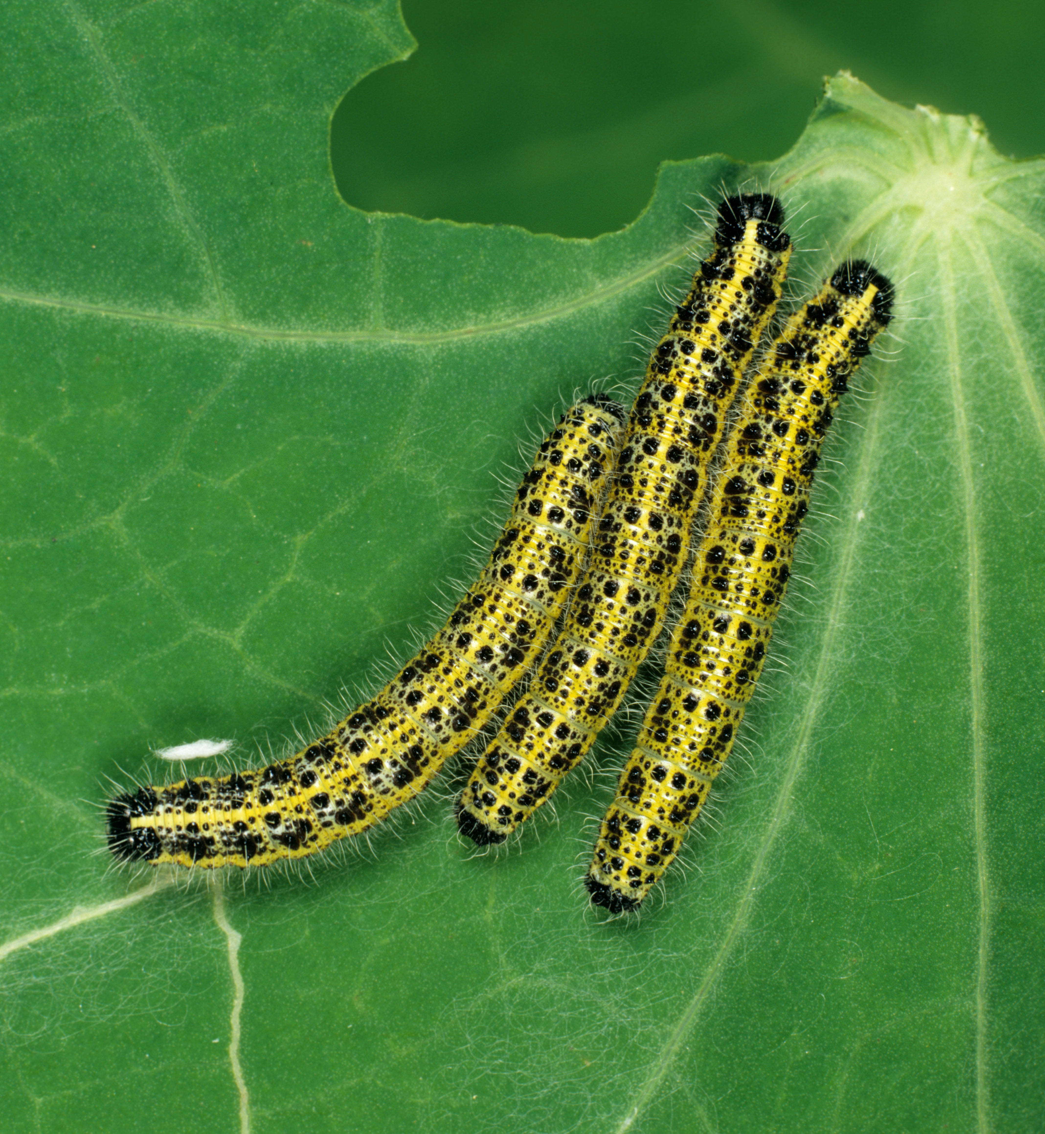 Large white butterfly caterpillars on a nasturtium leaf (Alamy/PA)