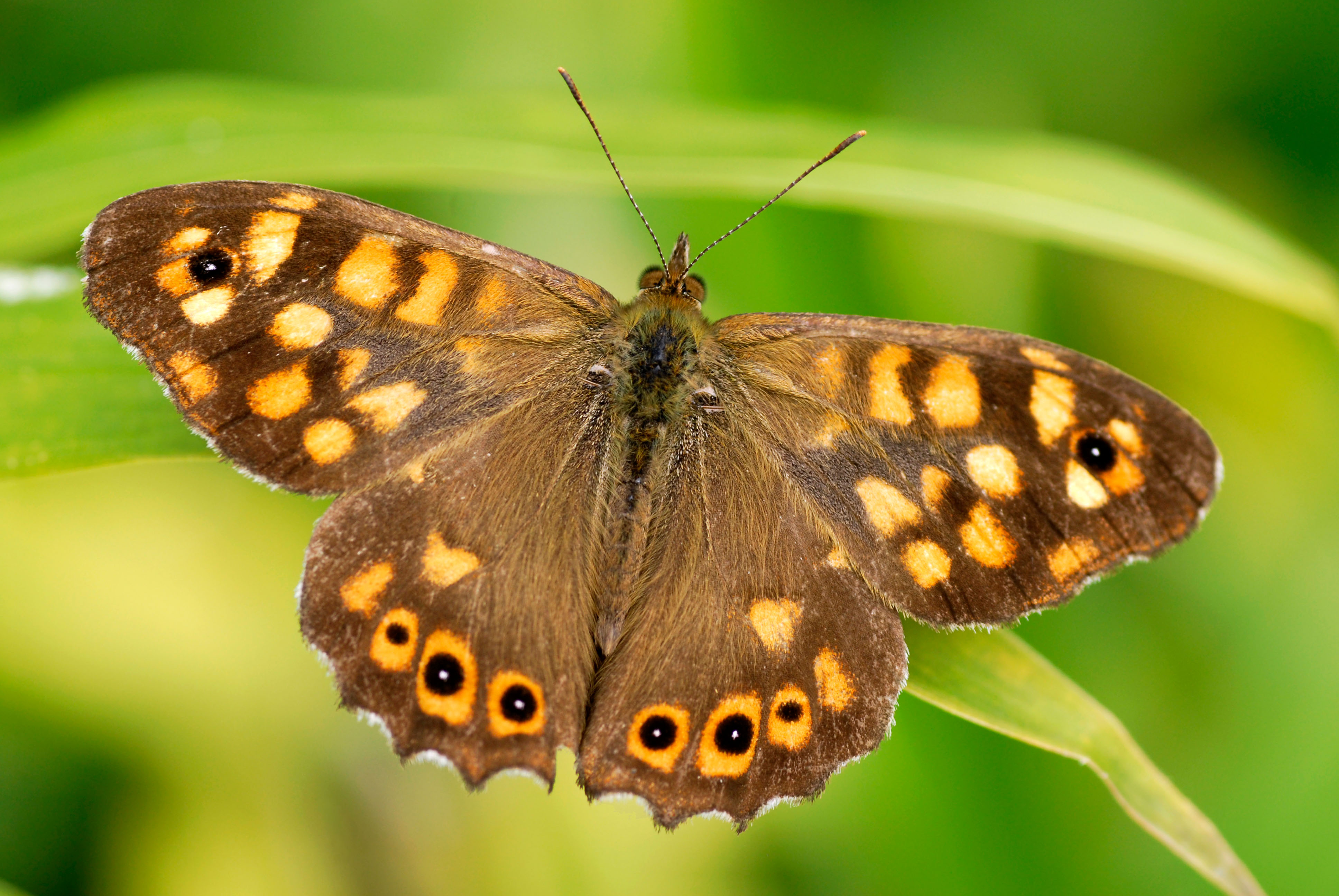 Speckled wood butterfly (Alamy/PA)