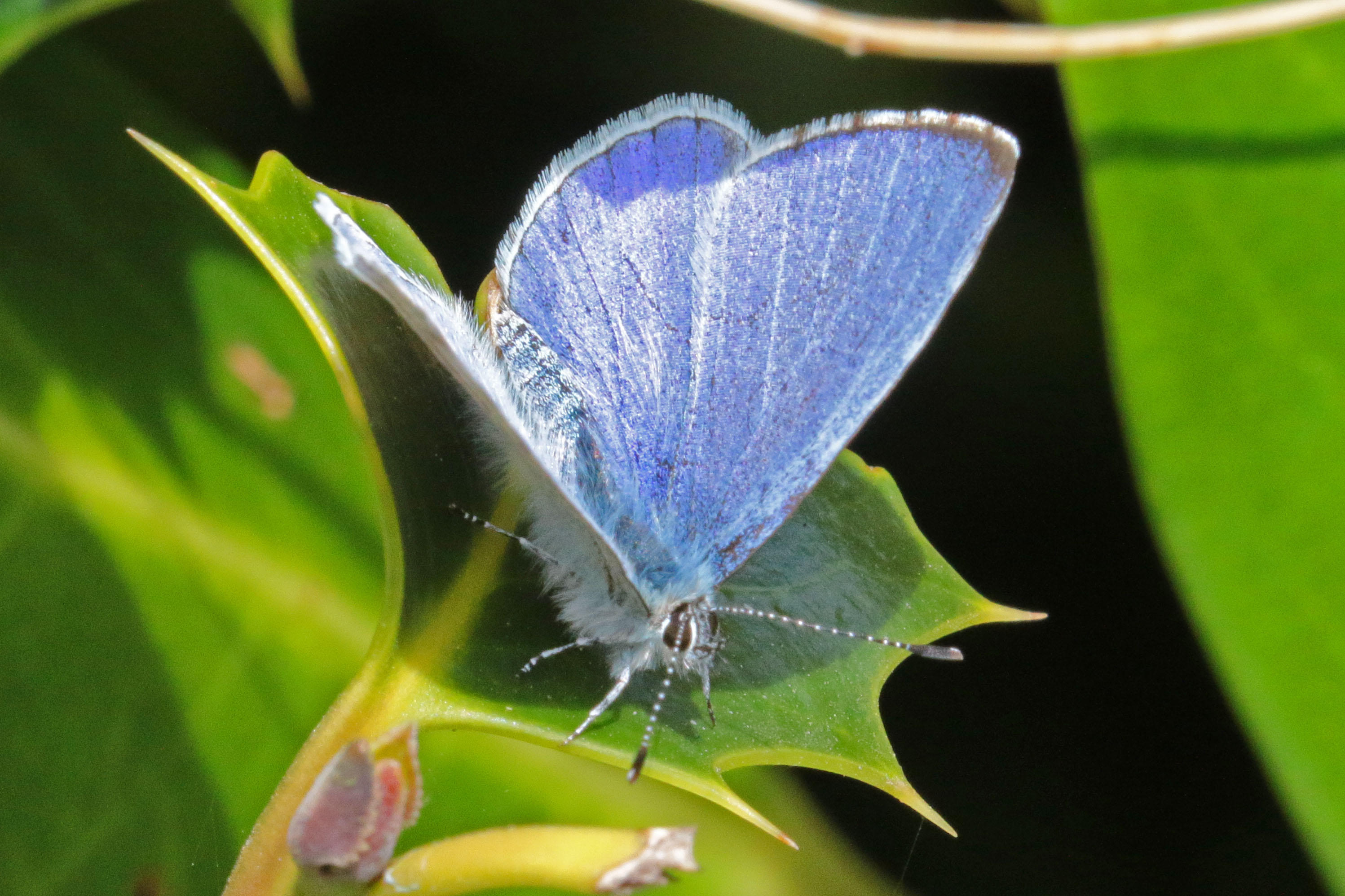 Holly blue butterfly on holly (Alamy/PA)