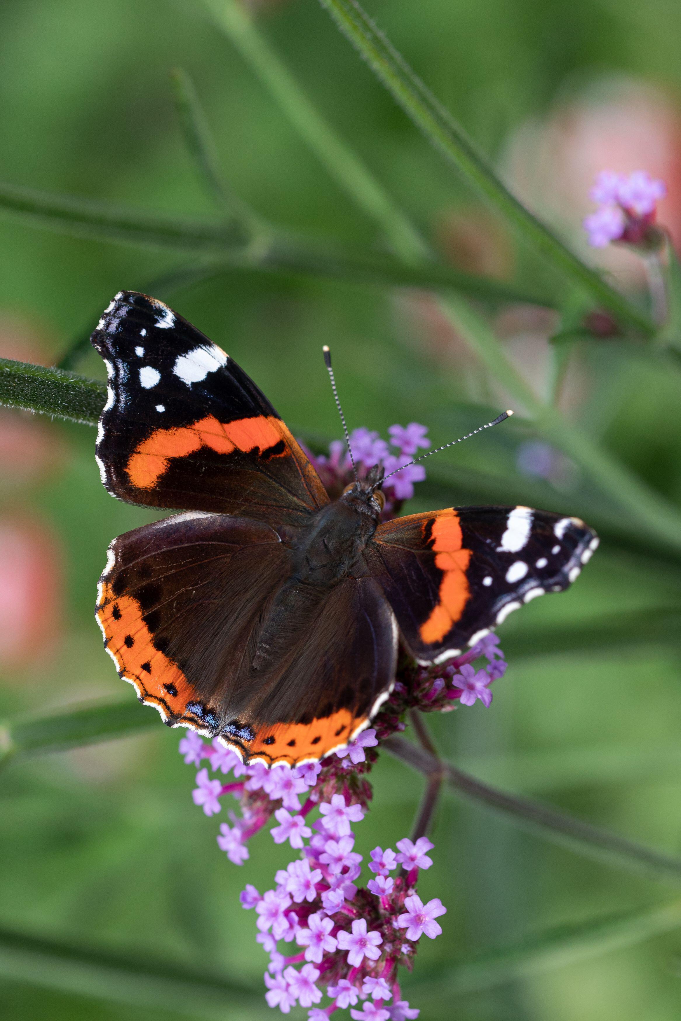 A red admiral butterfly rests on Verbena bonariensis (Alamy/PA)