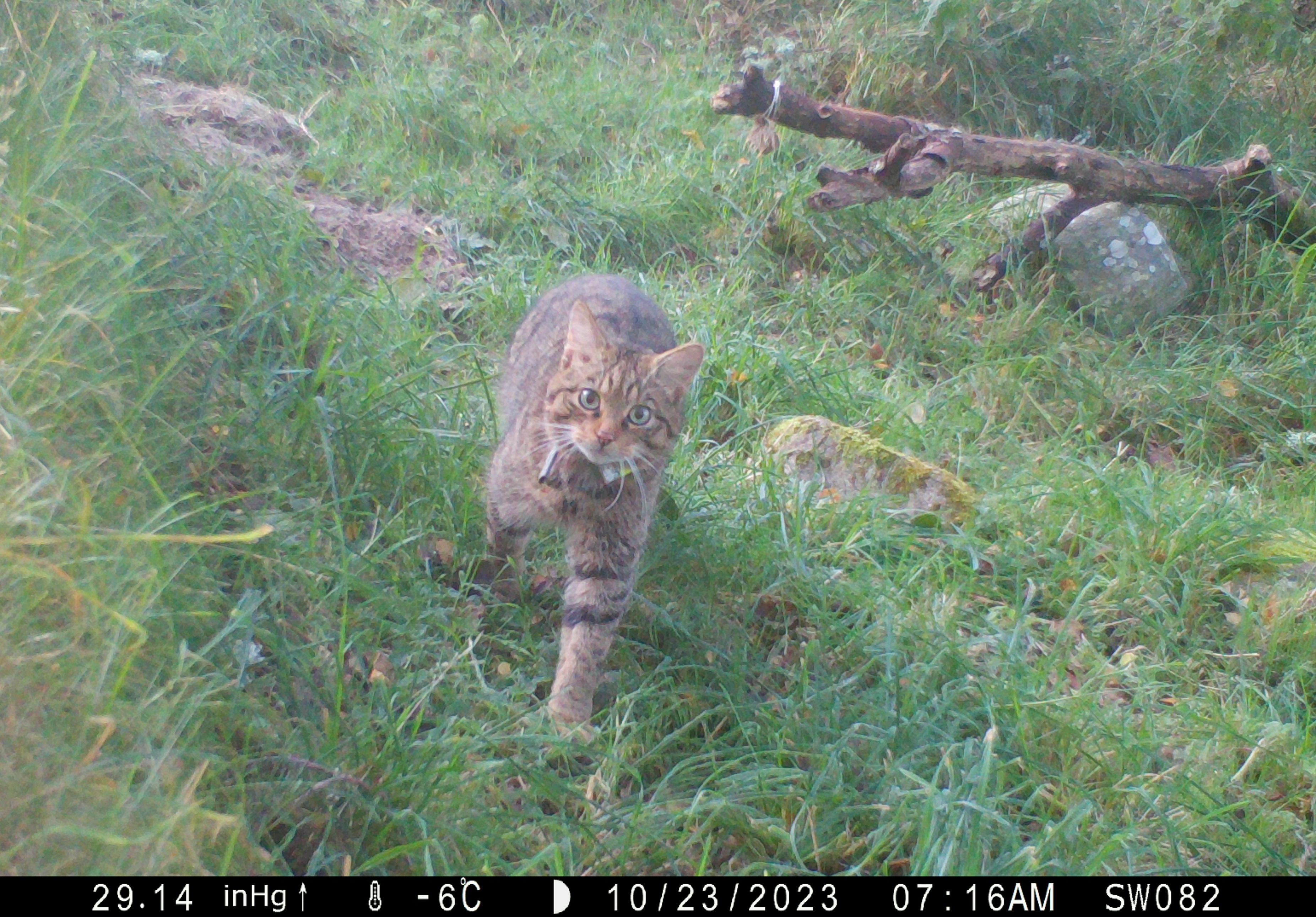 A female wildcat is a field looking into camera with date and timestamp
