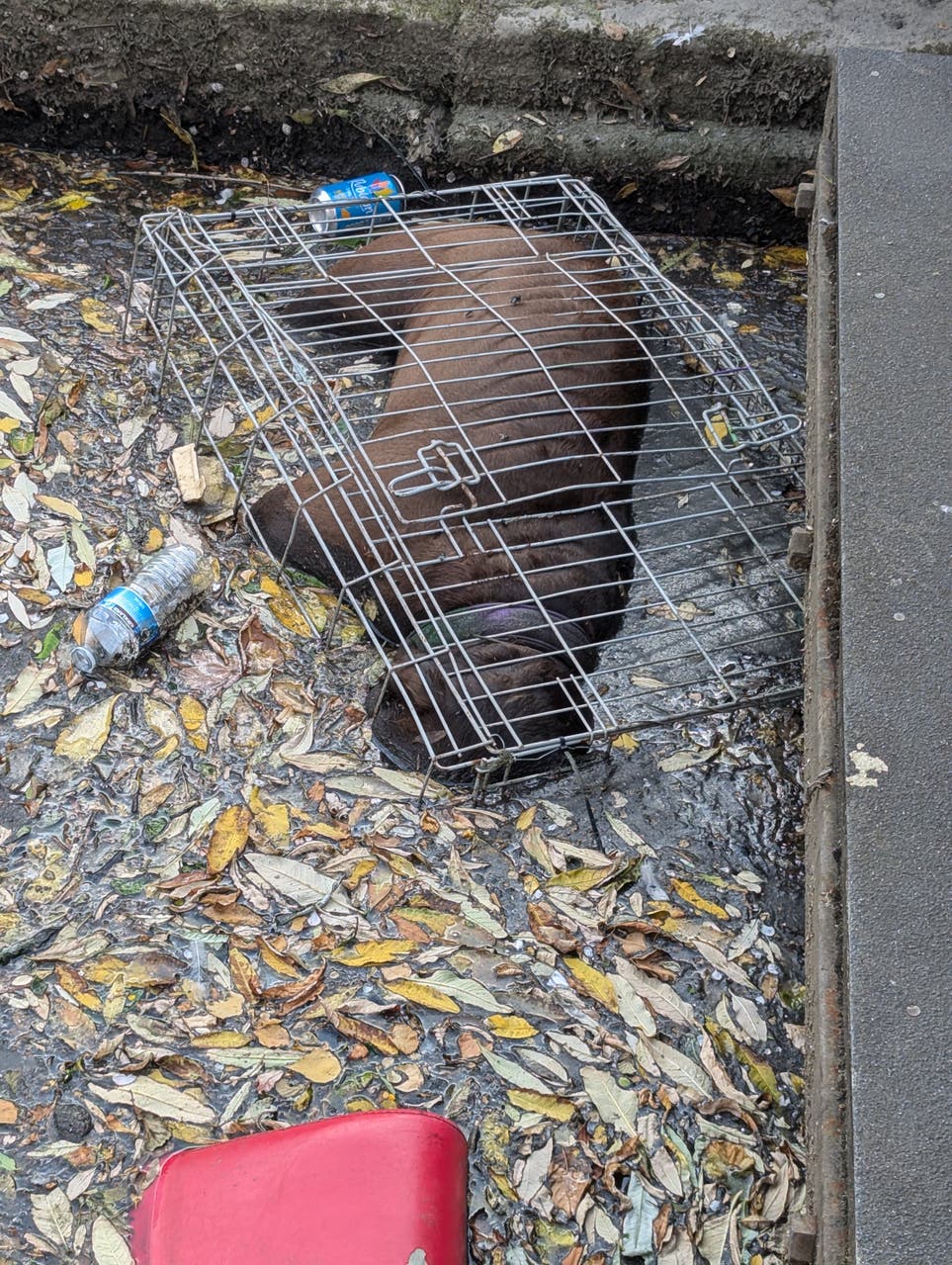 Dead XL bully found locked inside cage in canal | South Wales Argus