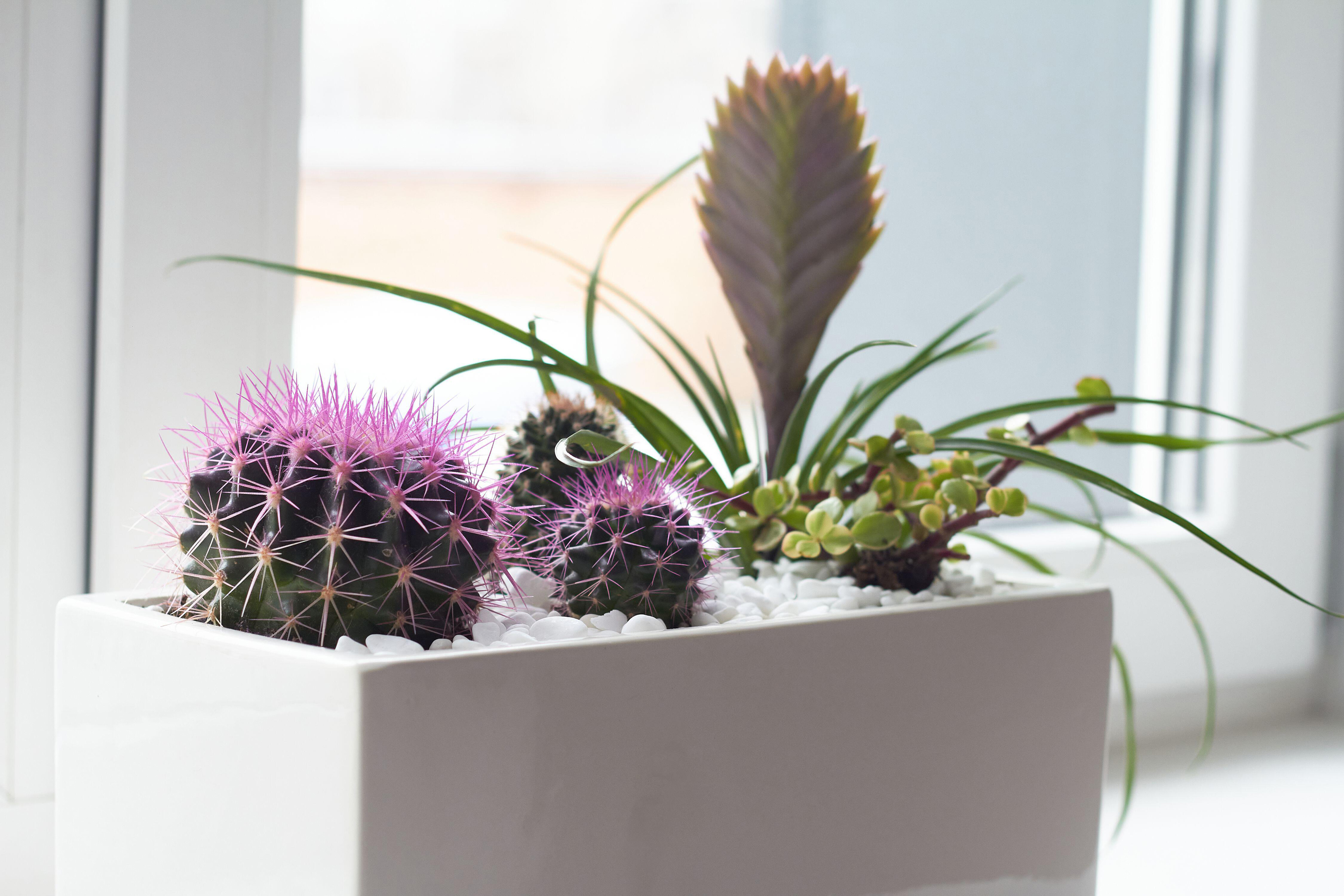 Cacti and succulents in white pot on windowsill