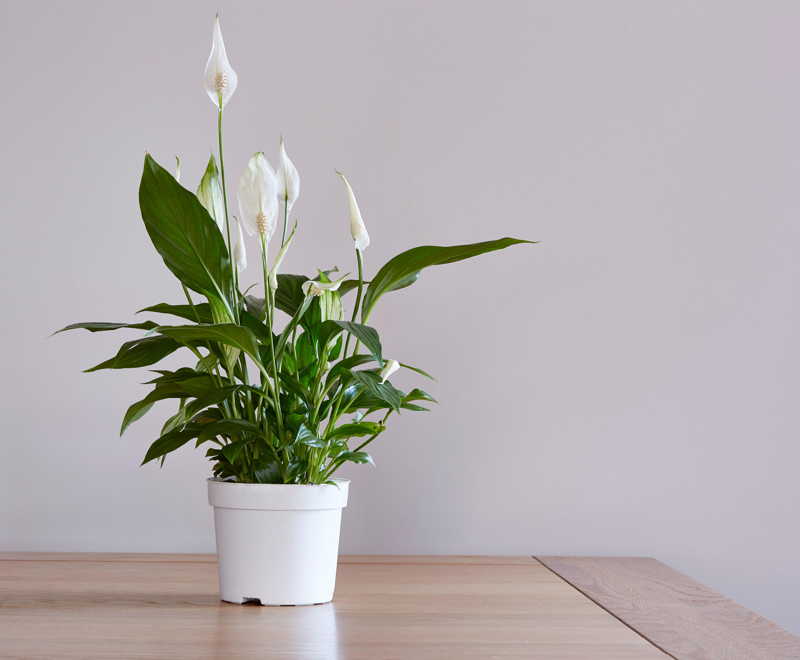 Peace lily houseplant in pot