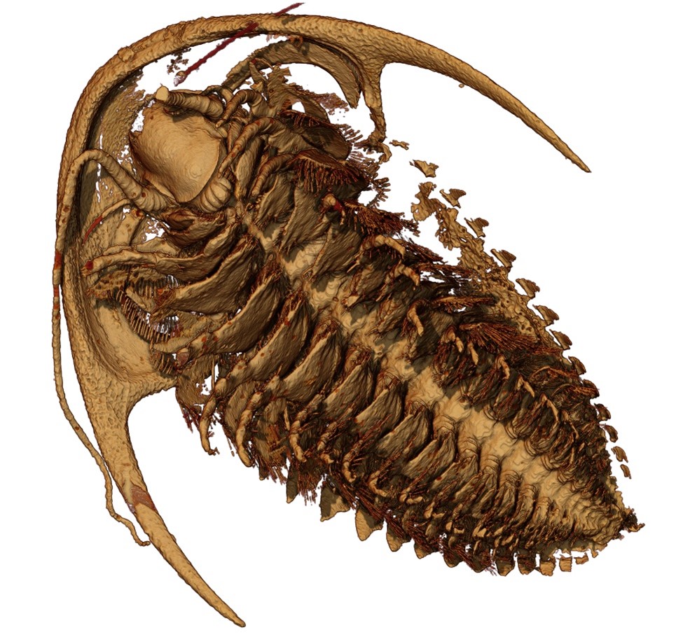 A reconstruction of the trilobite Protolenus (Hupeolenus), brown, and from the underside