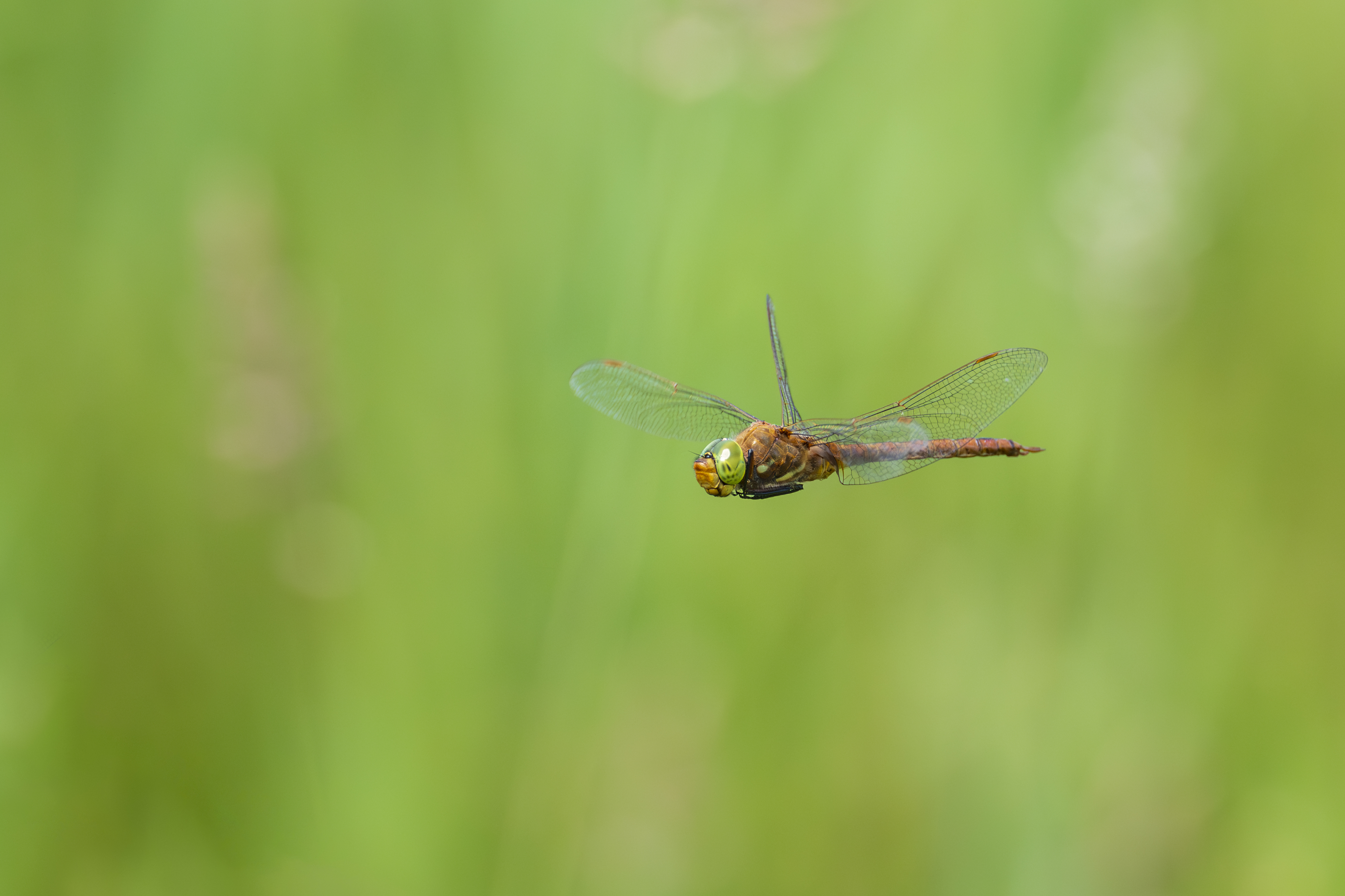 Norfolk Hawker dragonfly in flight